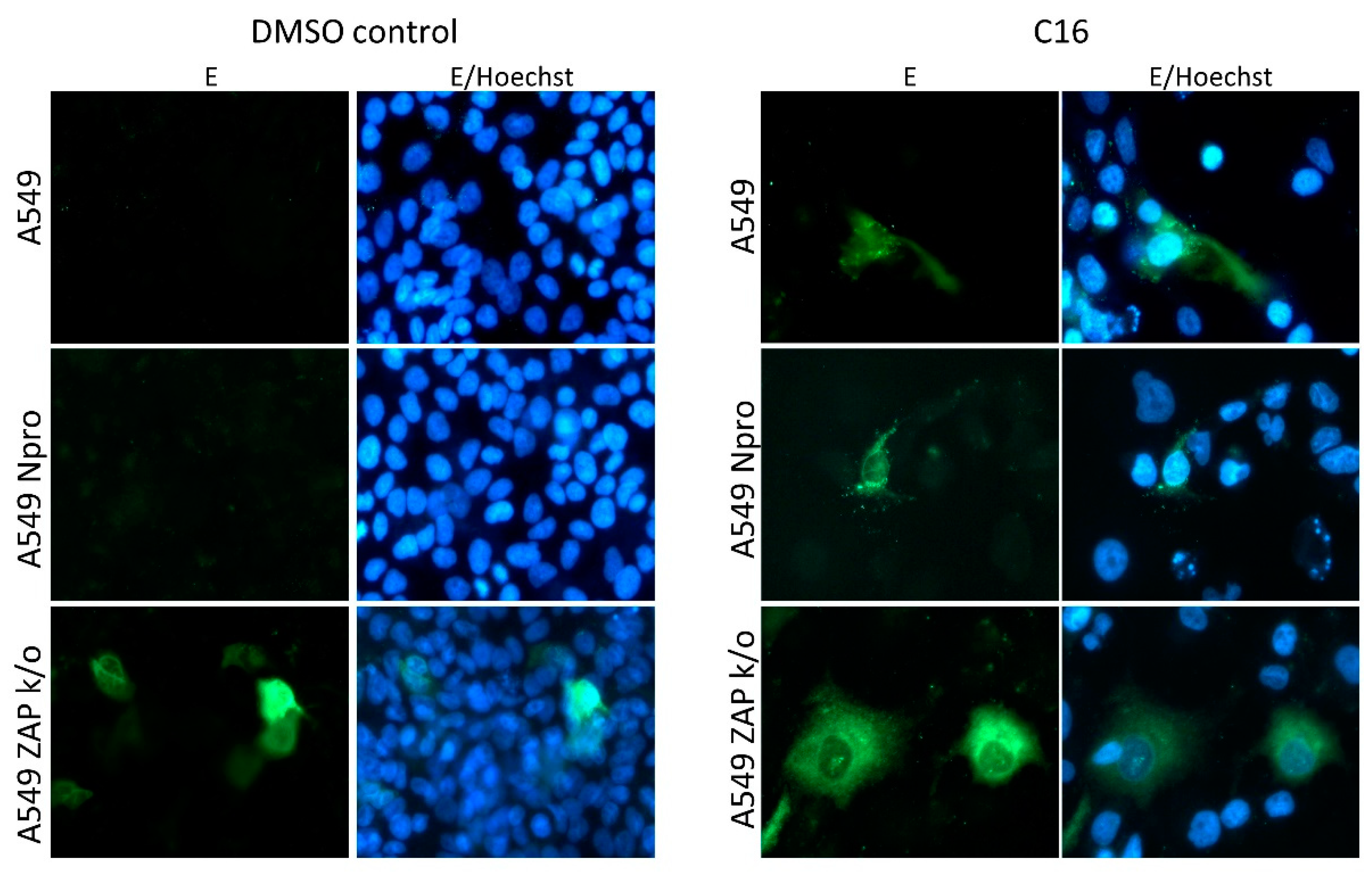 Viruses 13 00573 g004