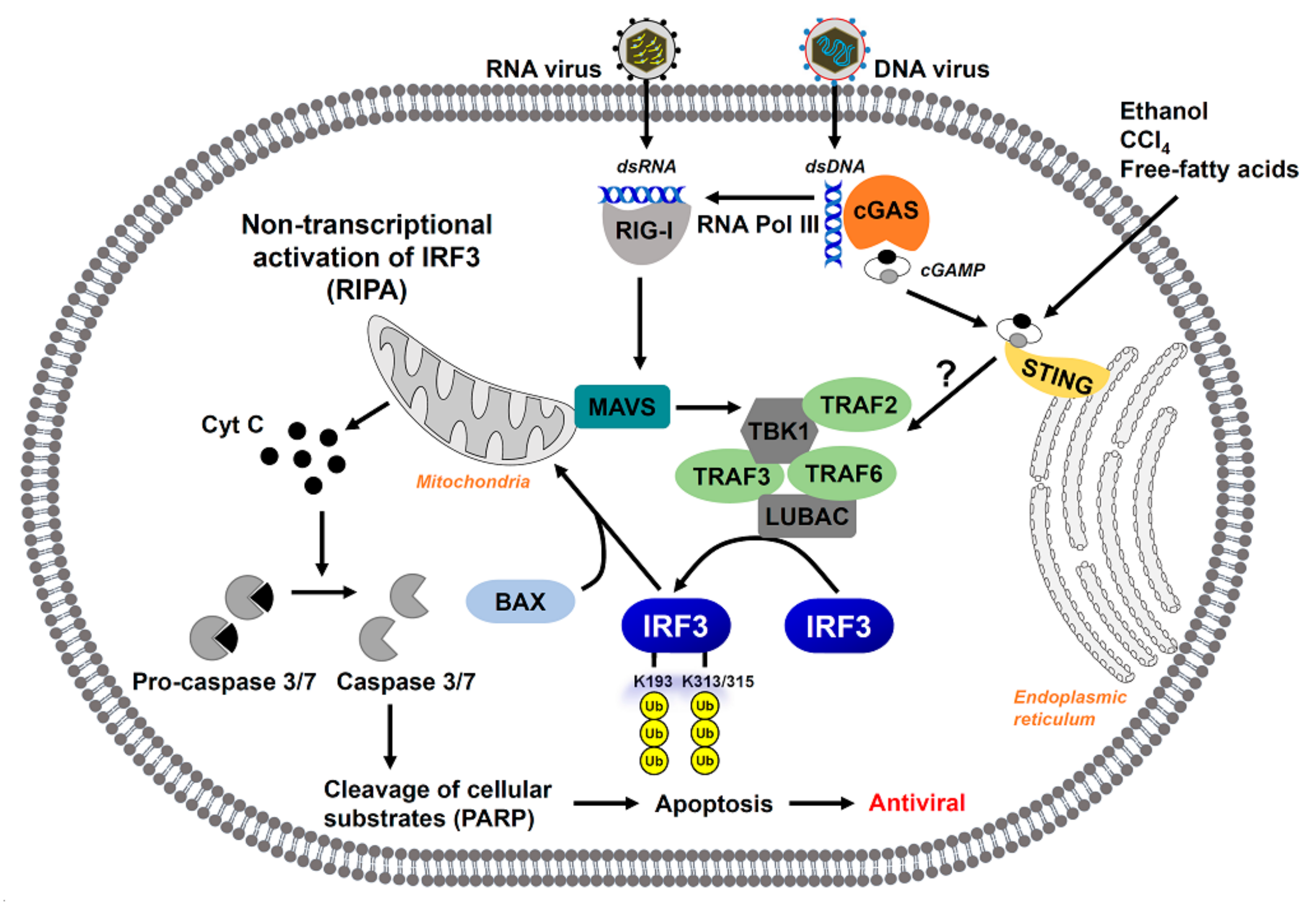 Viruses 13 00575 g002