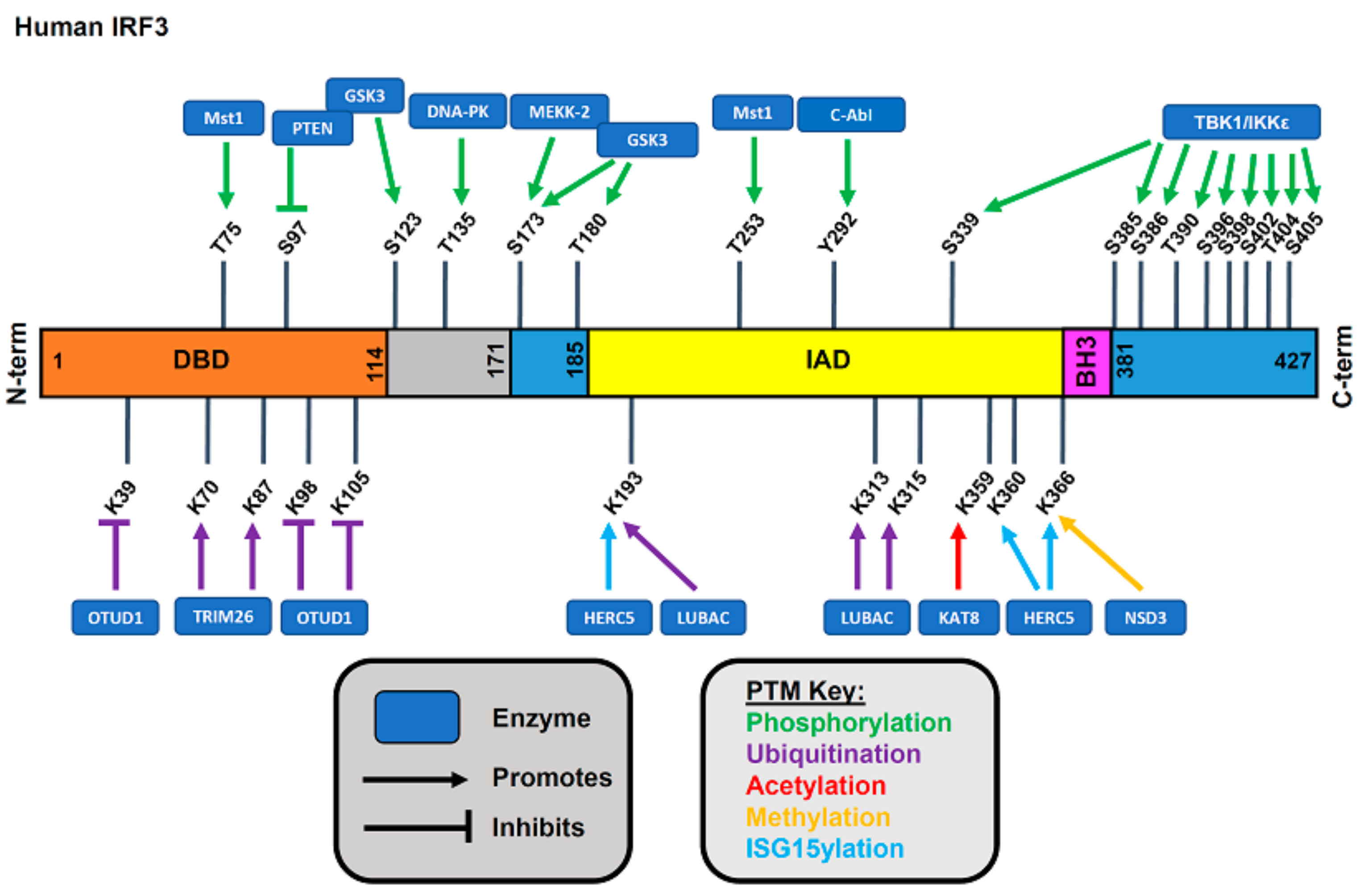 Viruses 13 00575 g003