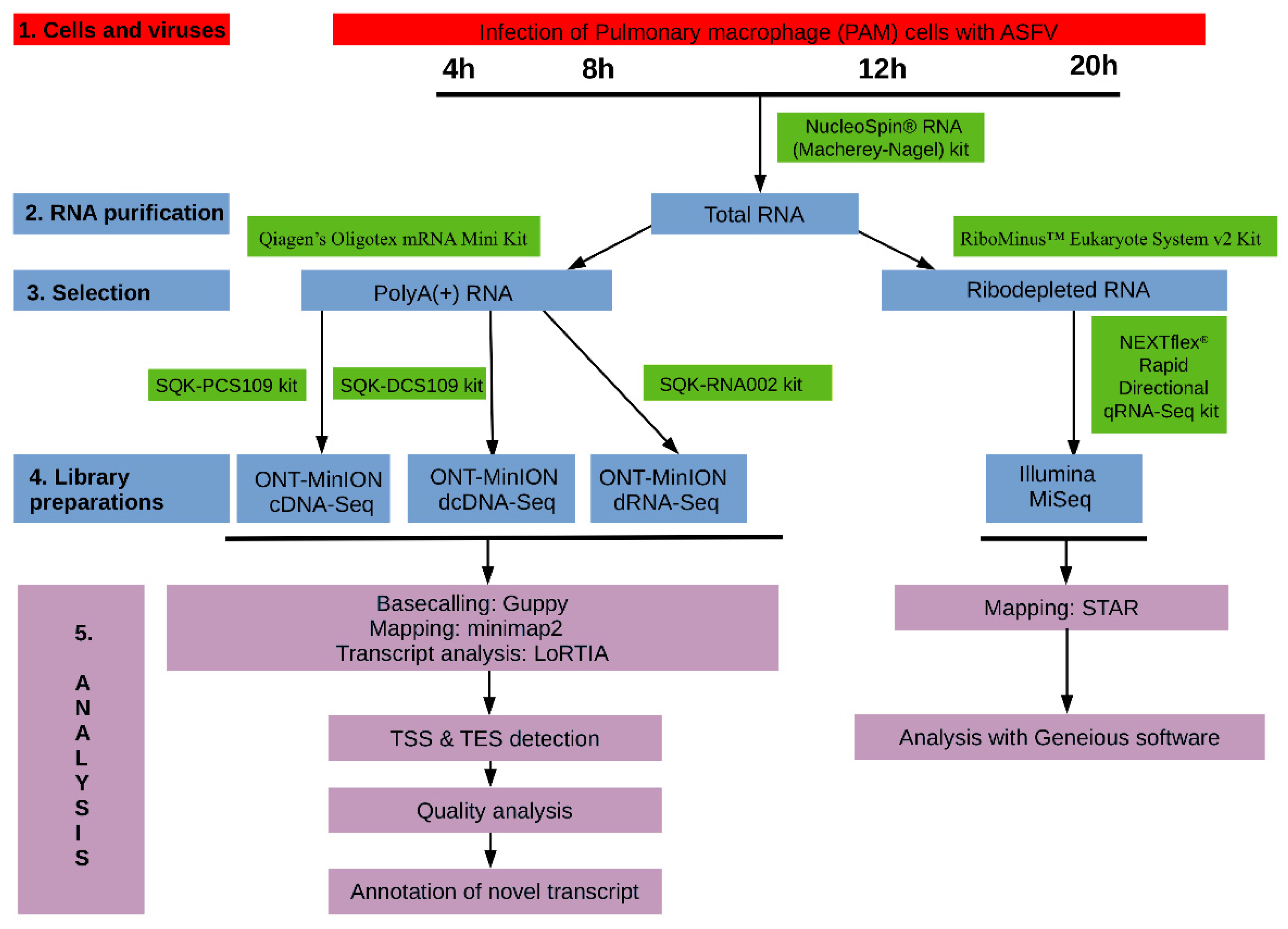 Viruses 13 00579 g001
