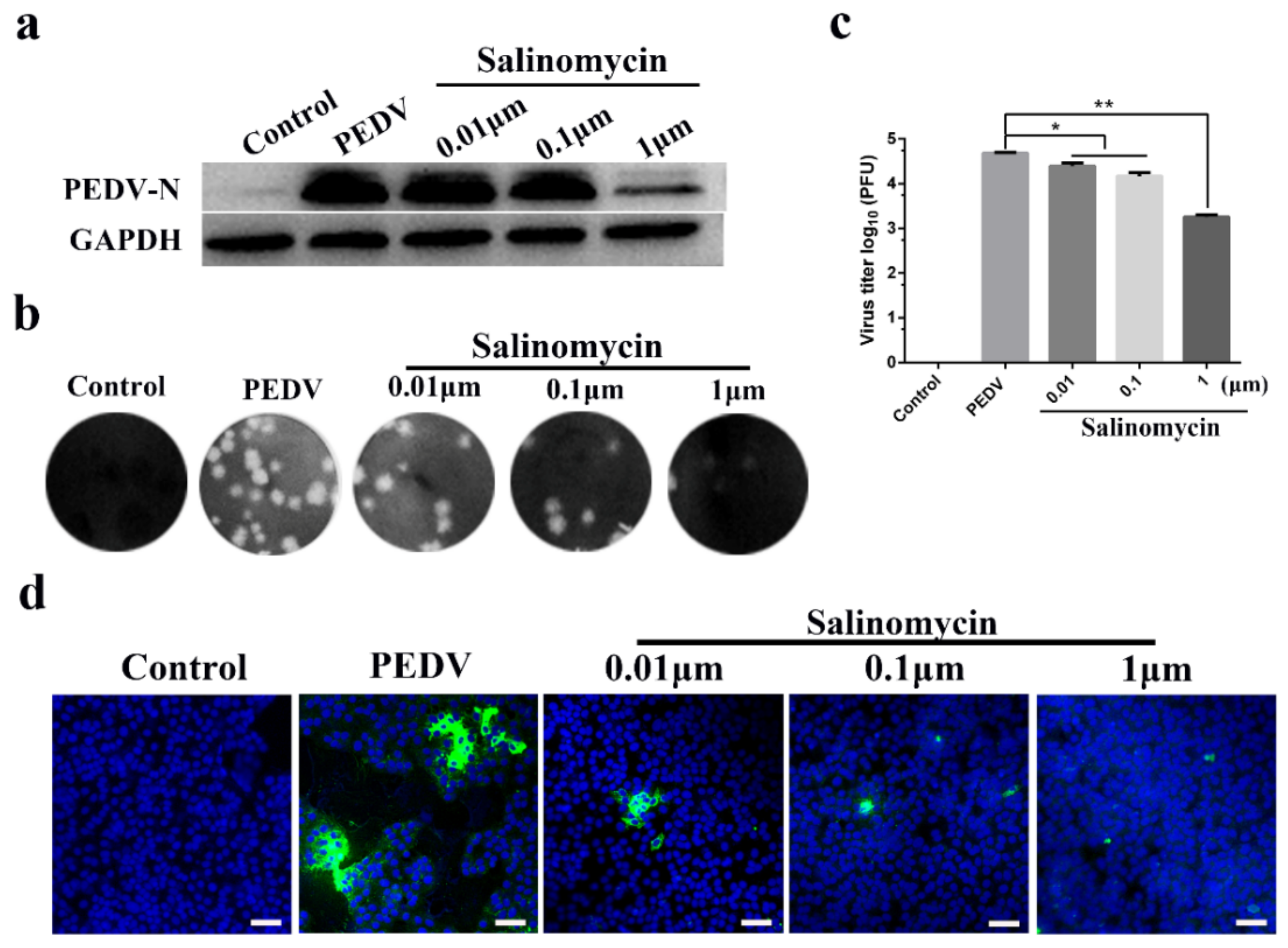 Viruses 13 00580 g002
