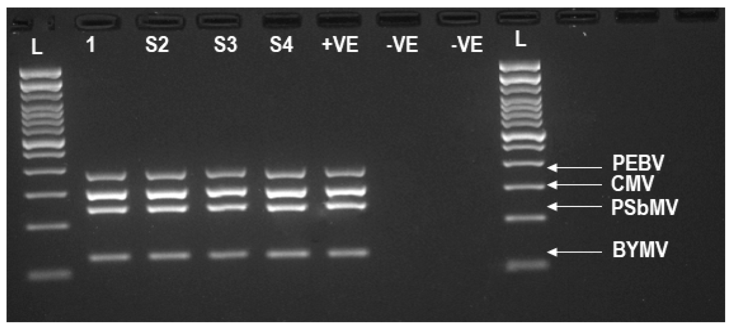 Viruses 13 00583 g001 Viruses 13 00583 g001