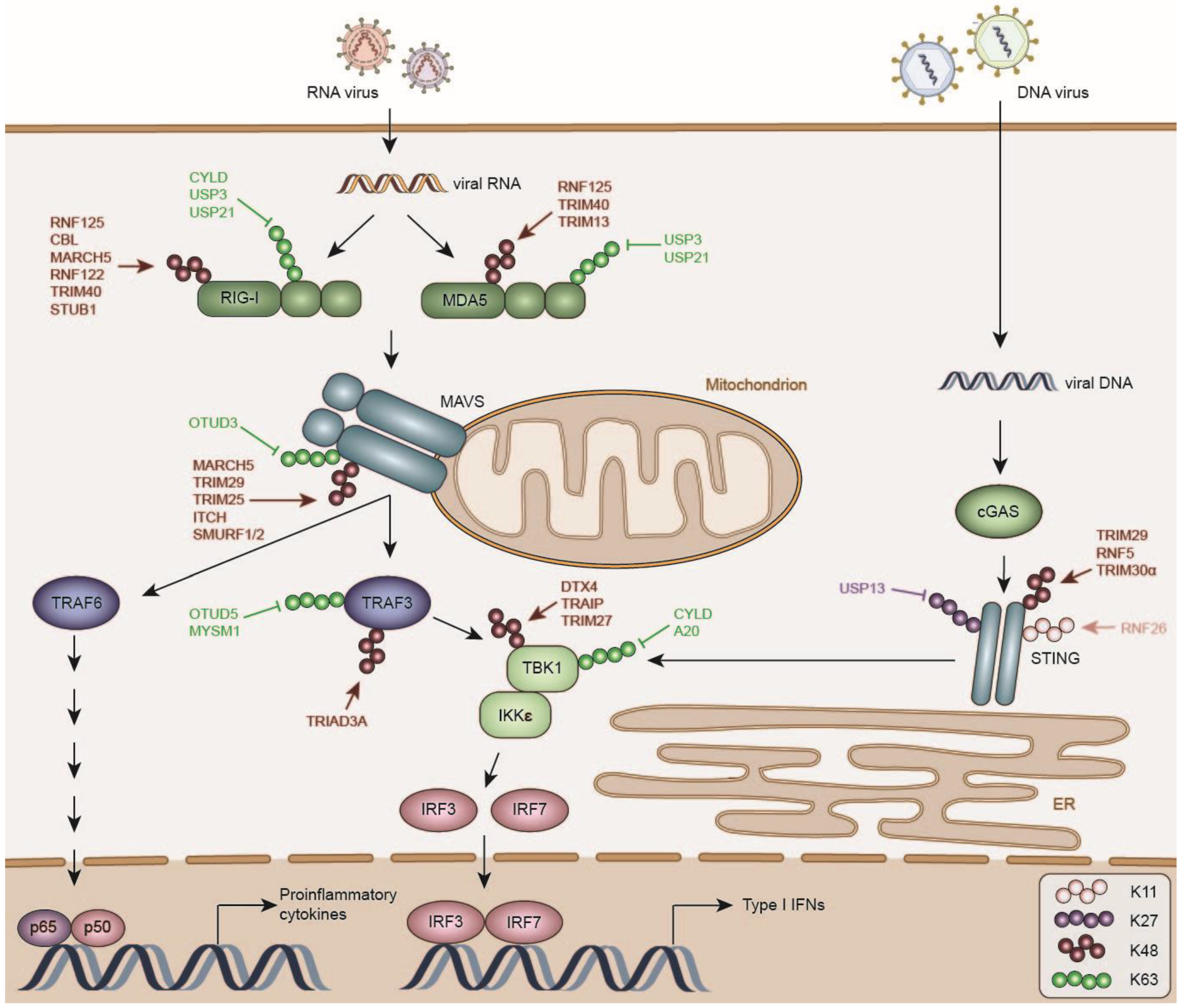 Viruses 13 00584 g001