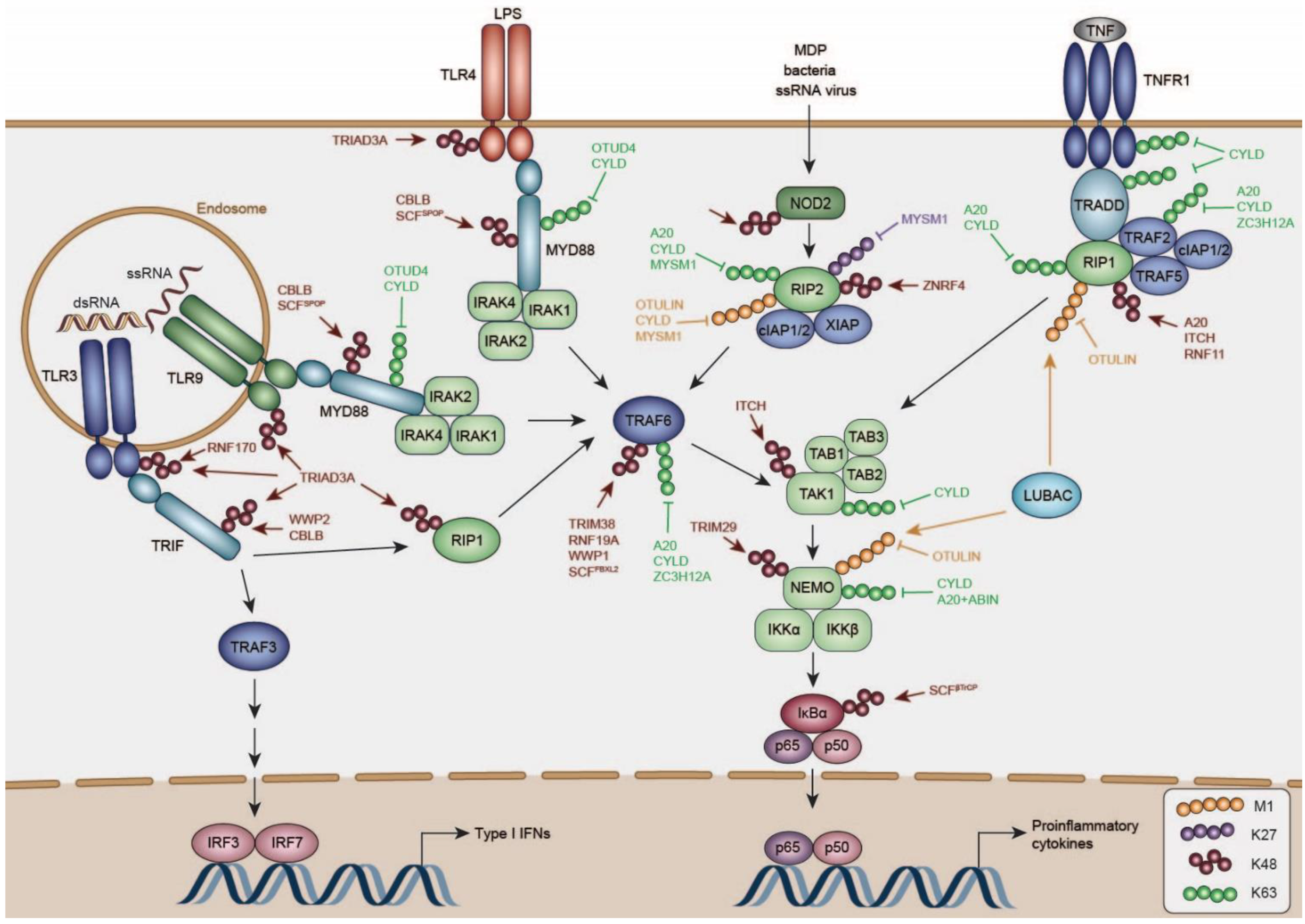 Viruses 13 00584 g002