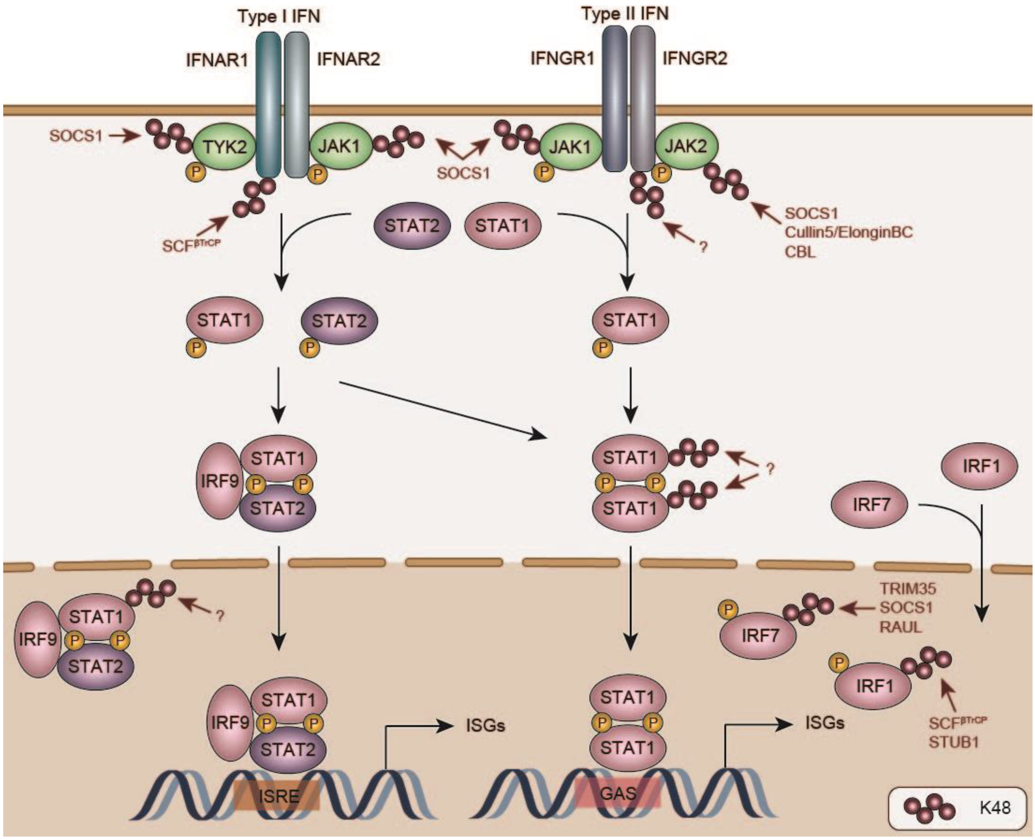 Viruses 13 00584 g003