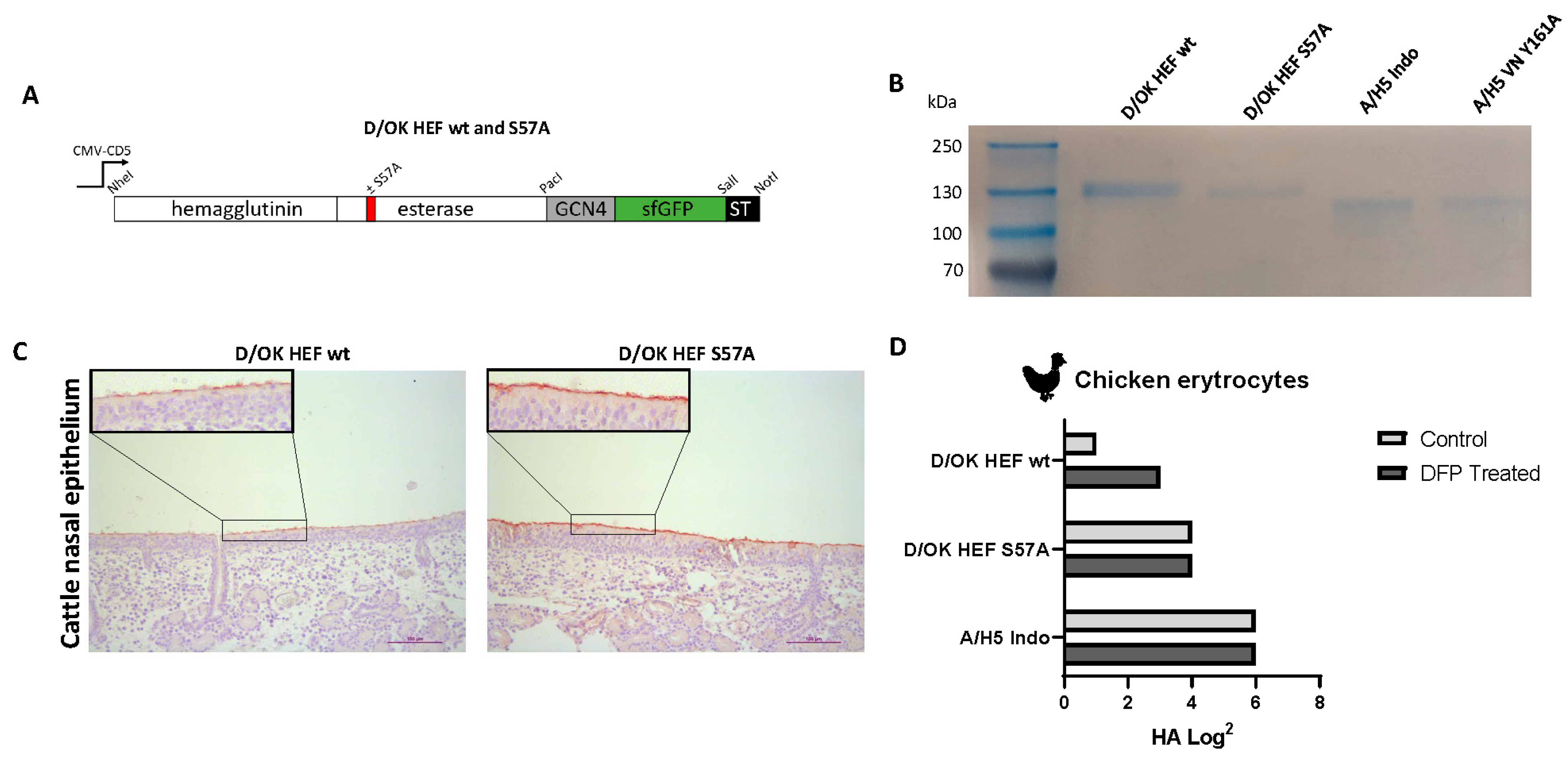 Viruses 13 00586 g001