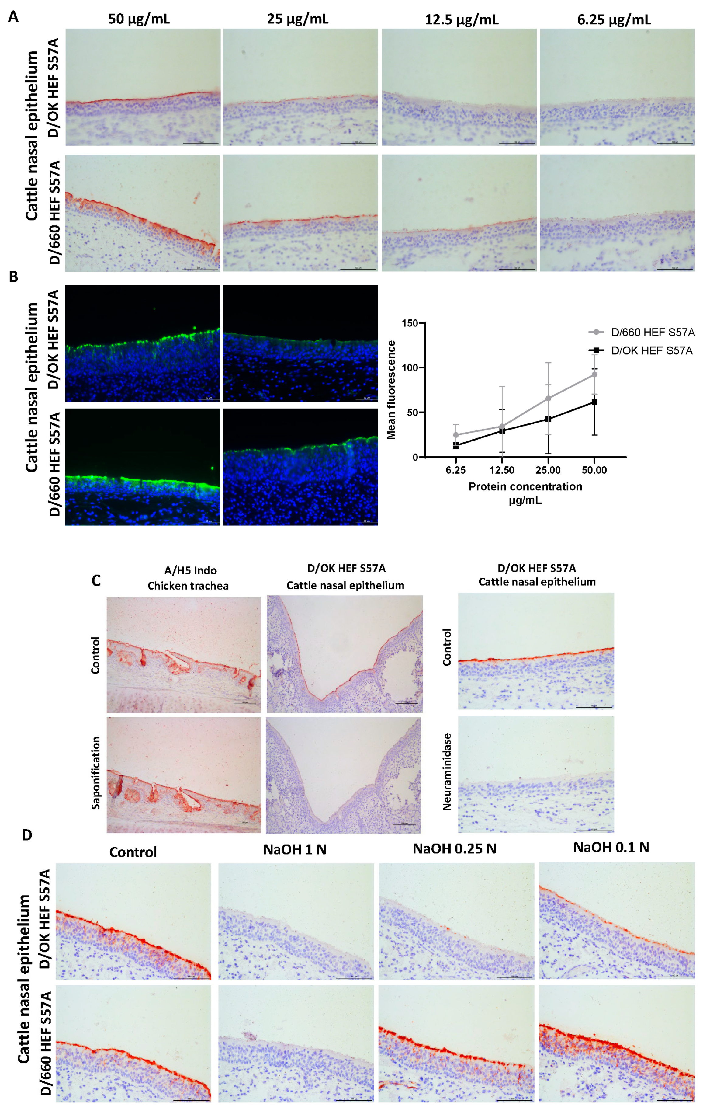 Viruses 13 00586 g004