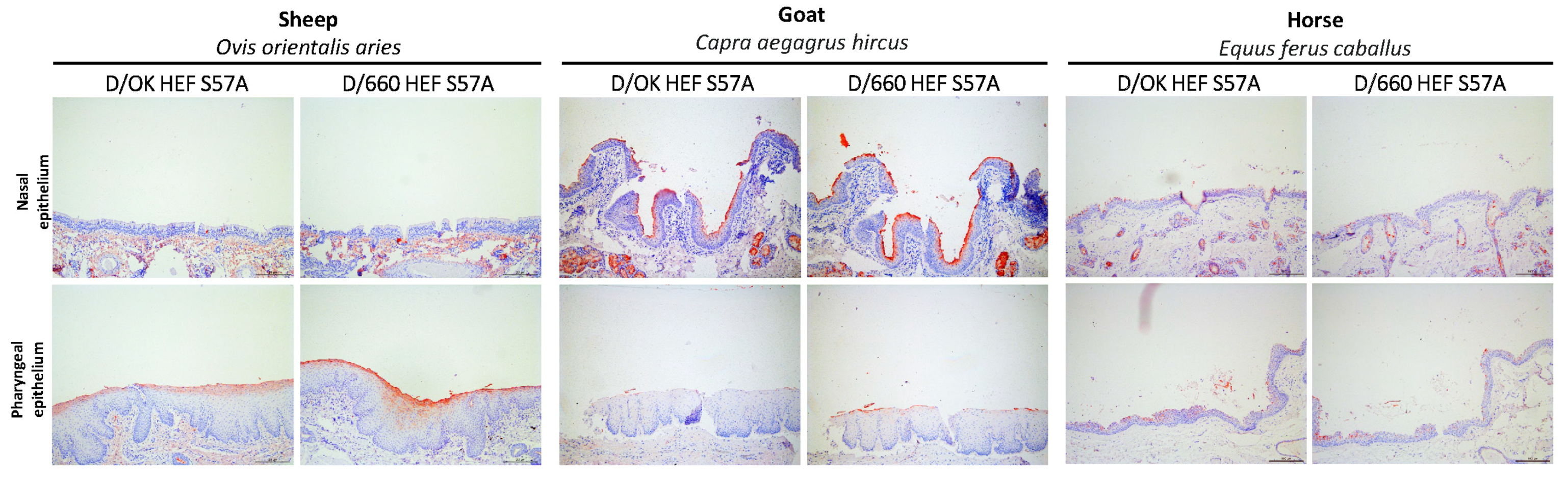 Viruses 13 00586 g005