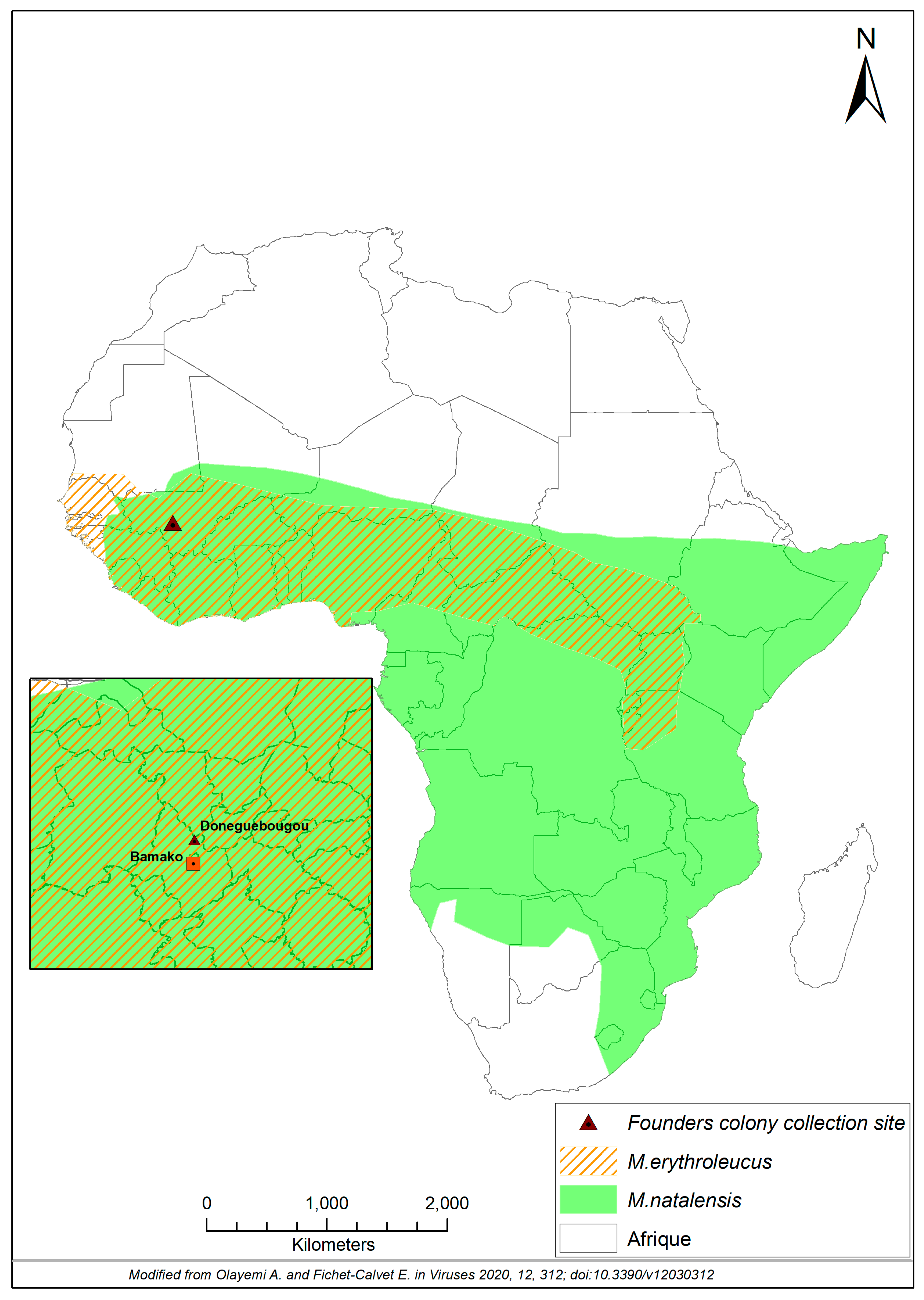 Viruses 13 00590 g001 Viruses 13 00590 g001