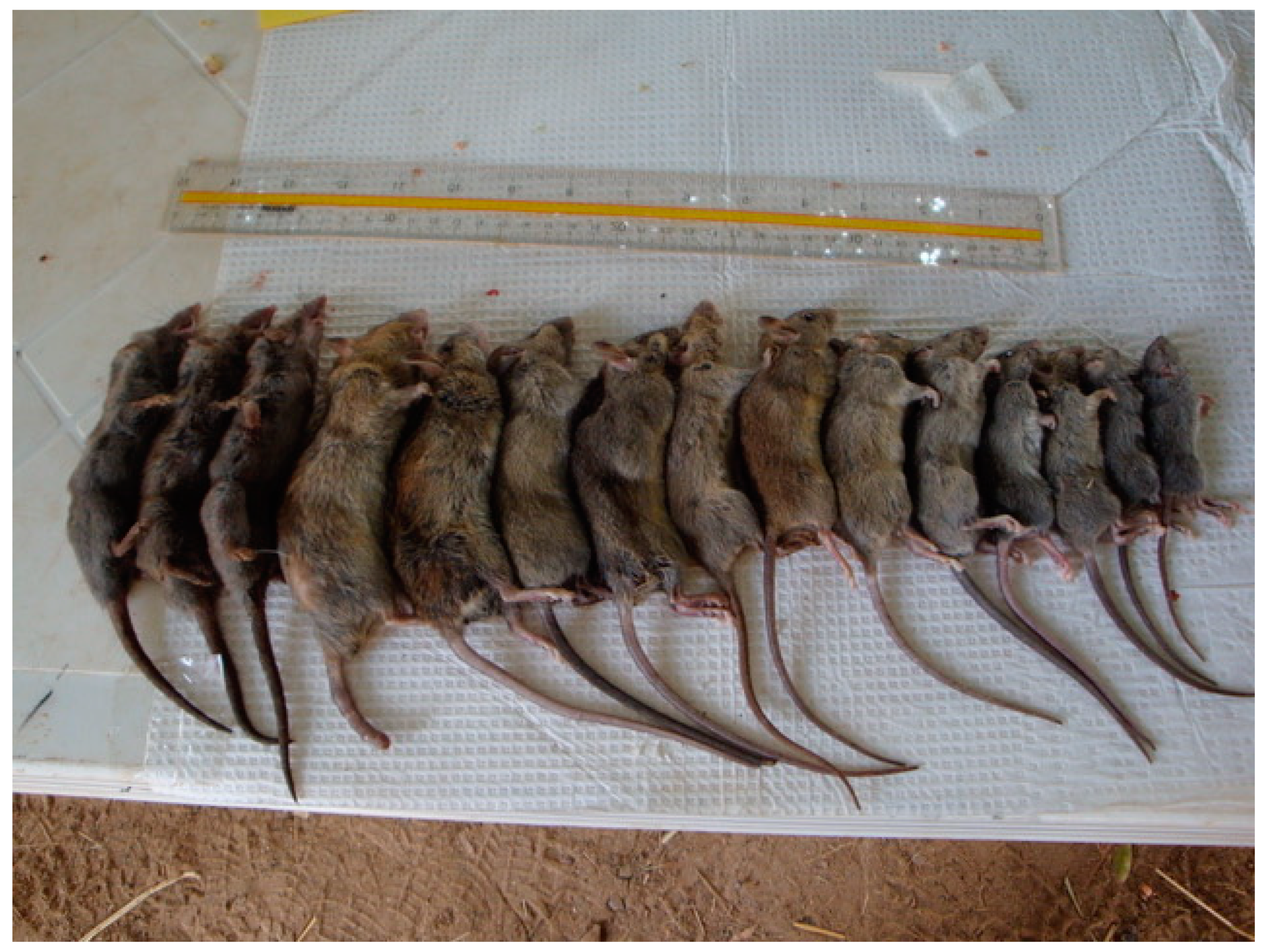 Viruses 13 00590 g002 Viruses 13 00590 g002