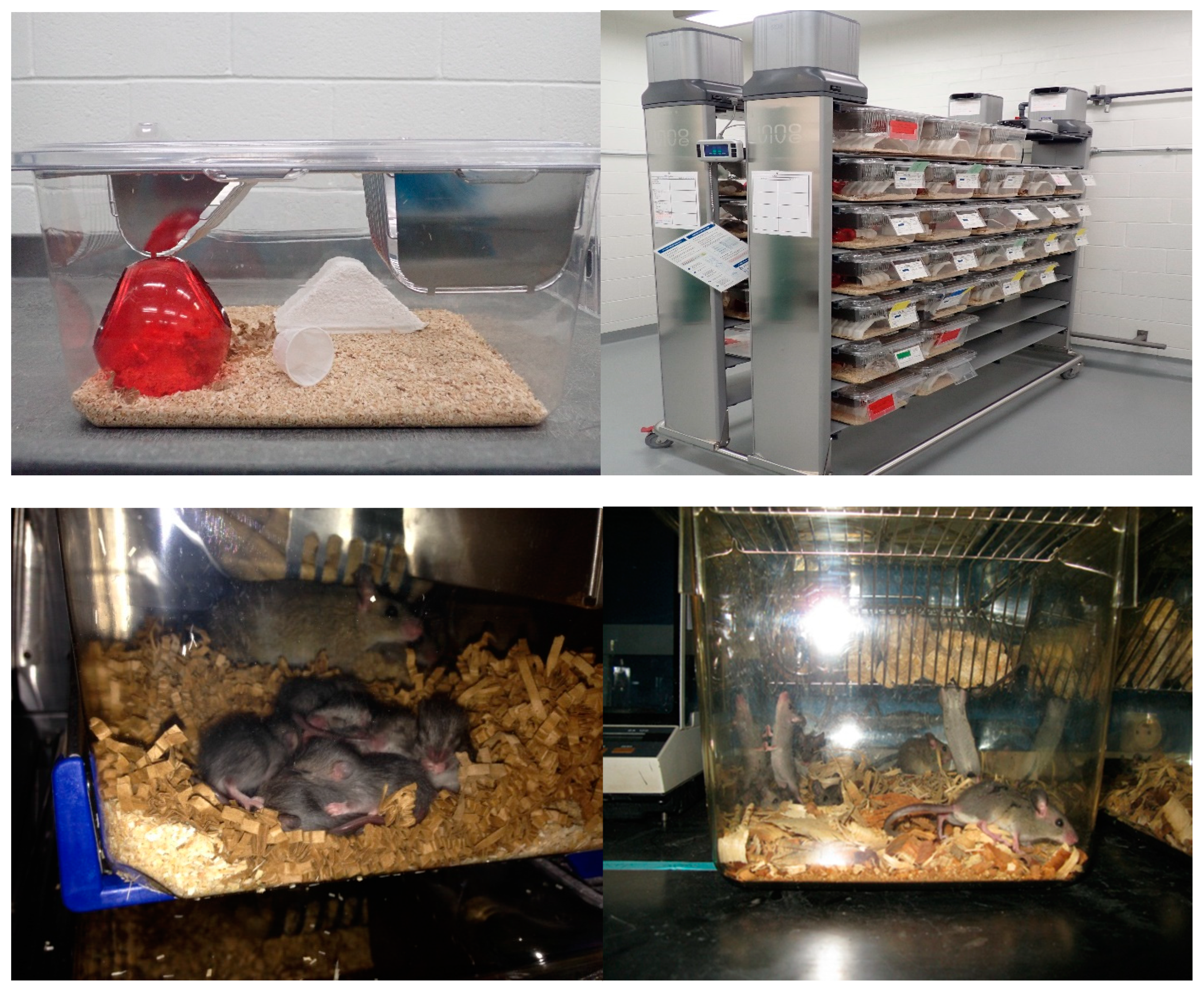 Viruses 13 00590 g003 Viruses 13 00590 g003