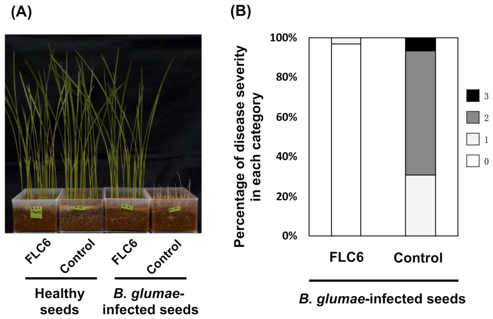 Viruses 13 00591 g005