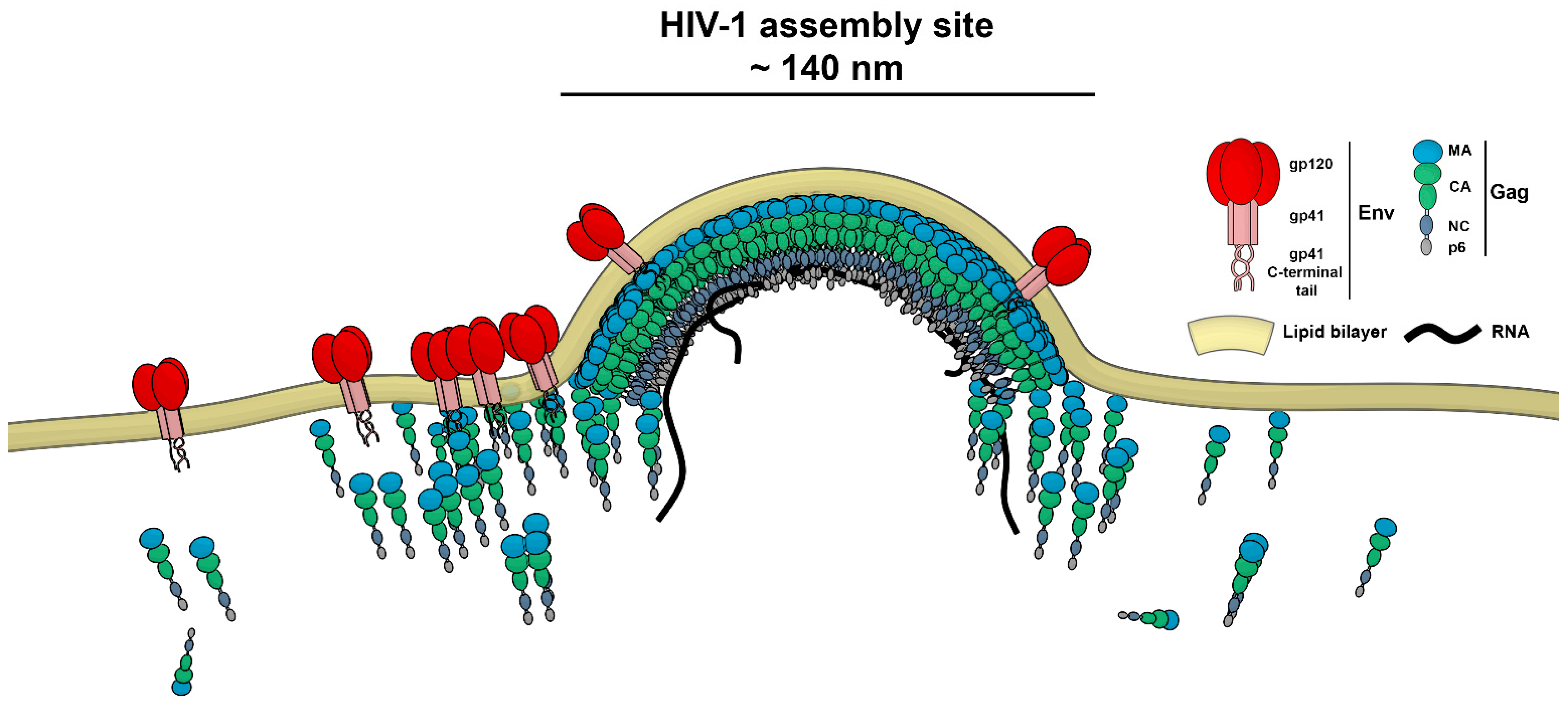Viruses 13 00608 g001 Viruses 13 00608 g001