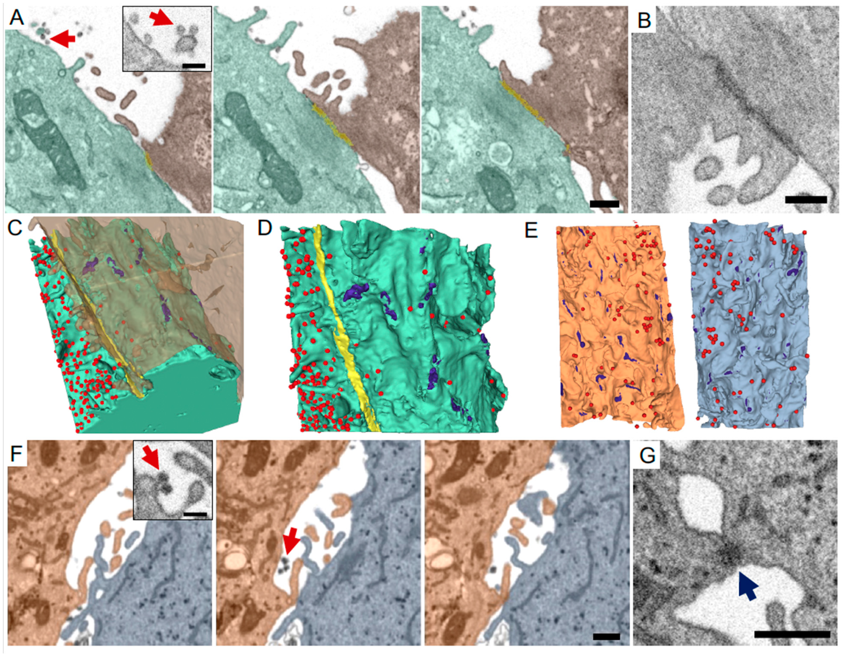 Viruses 13 00611 g002 Viruses 13 00611 g002