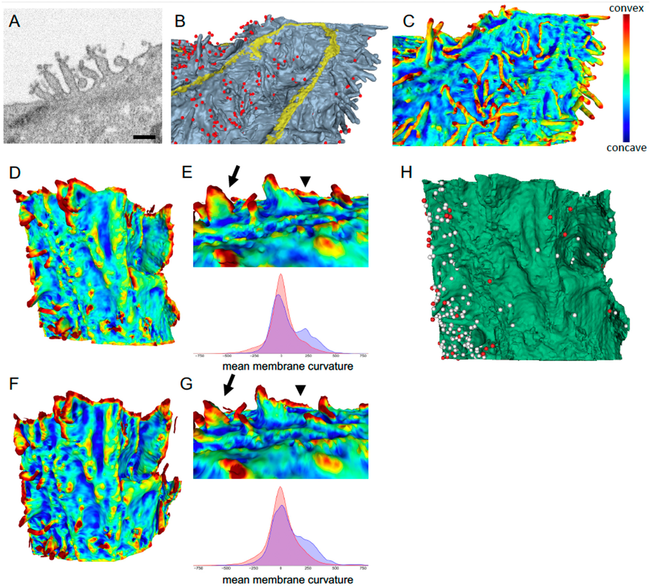 Viruses 13 00611 g003 Viruses 13 00611 g003