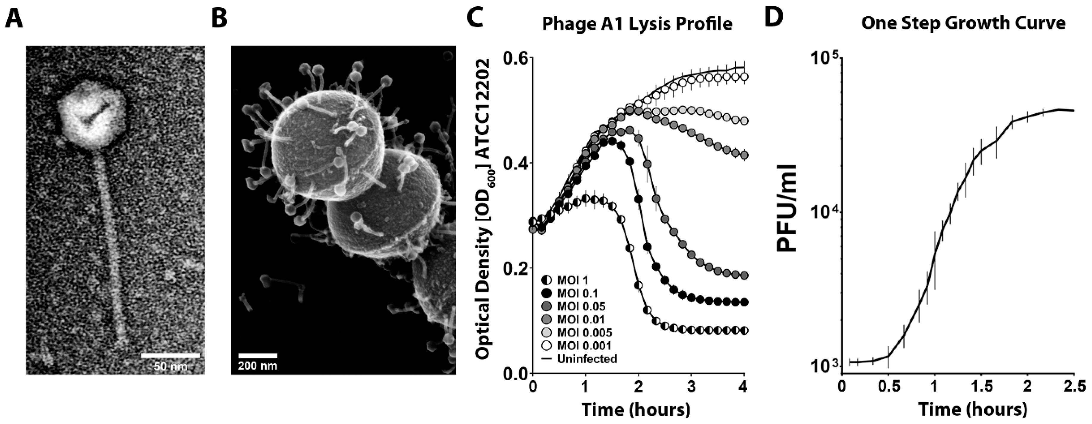 Viruses 13 00612 g001