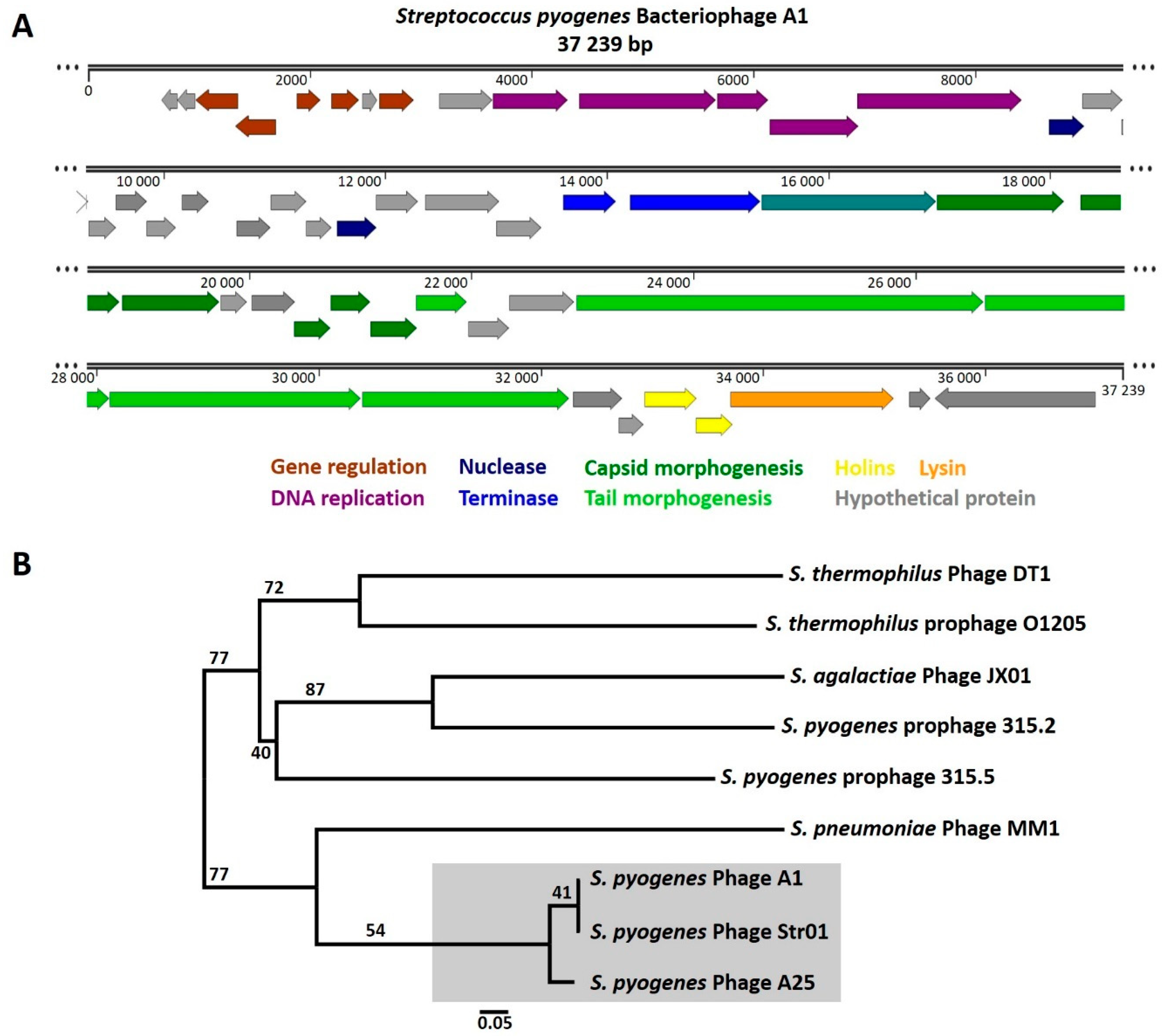 Viruses 13 00612 g002