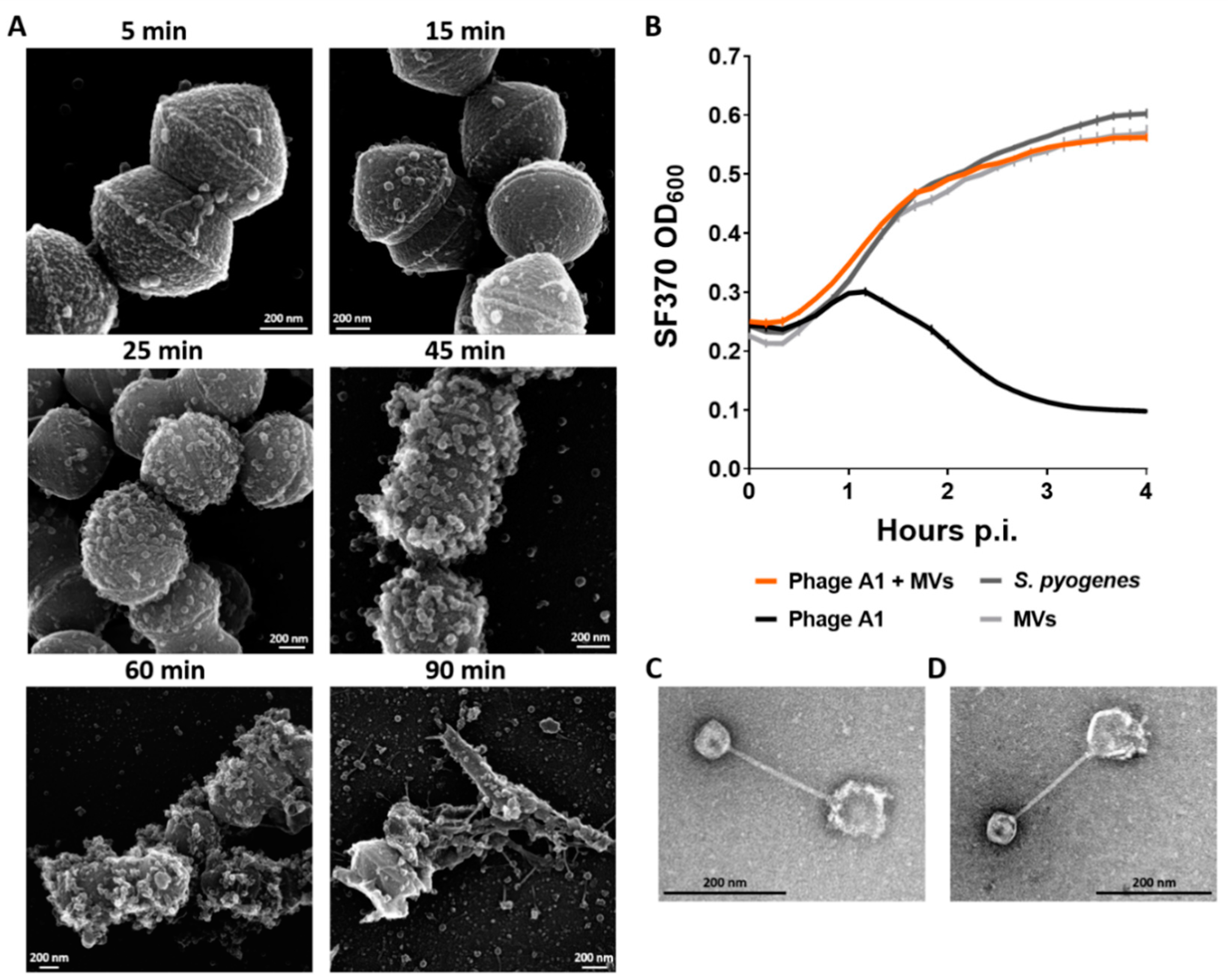 Viruses 13 00612 g006