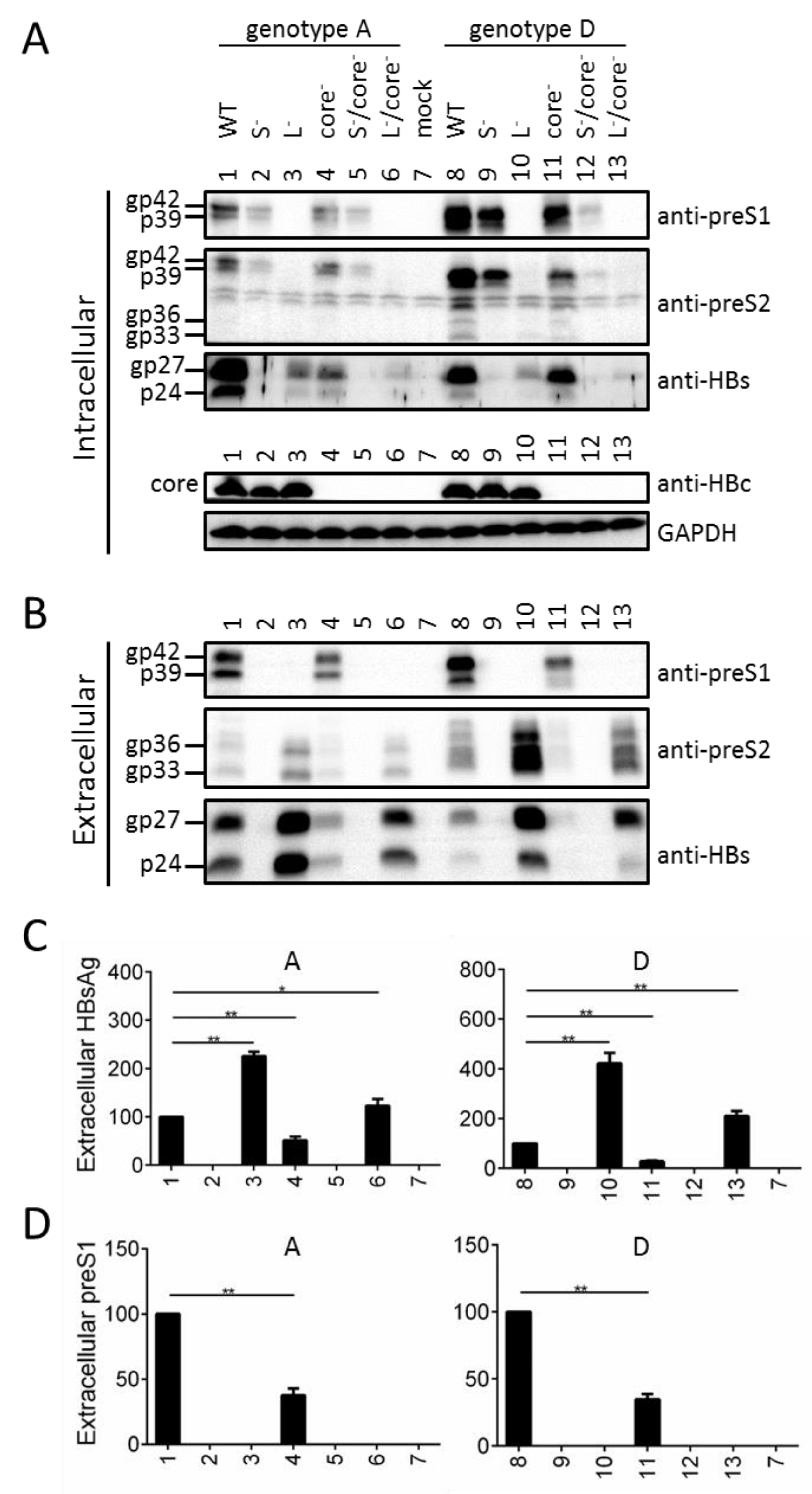 Viruses 13 00613 g008 Viruses 13 00613 g008