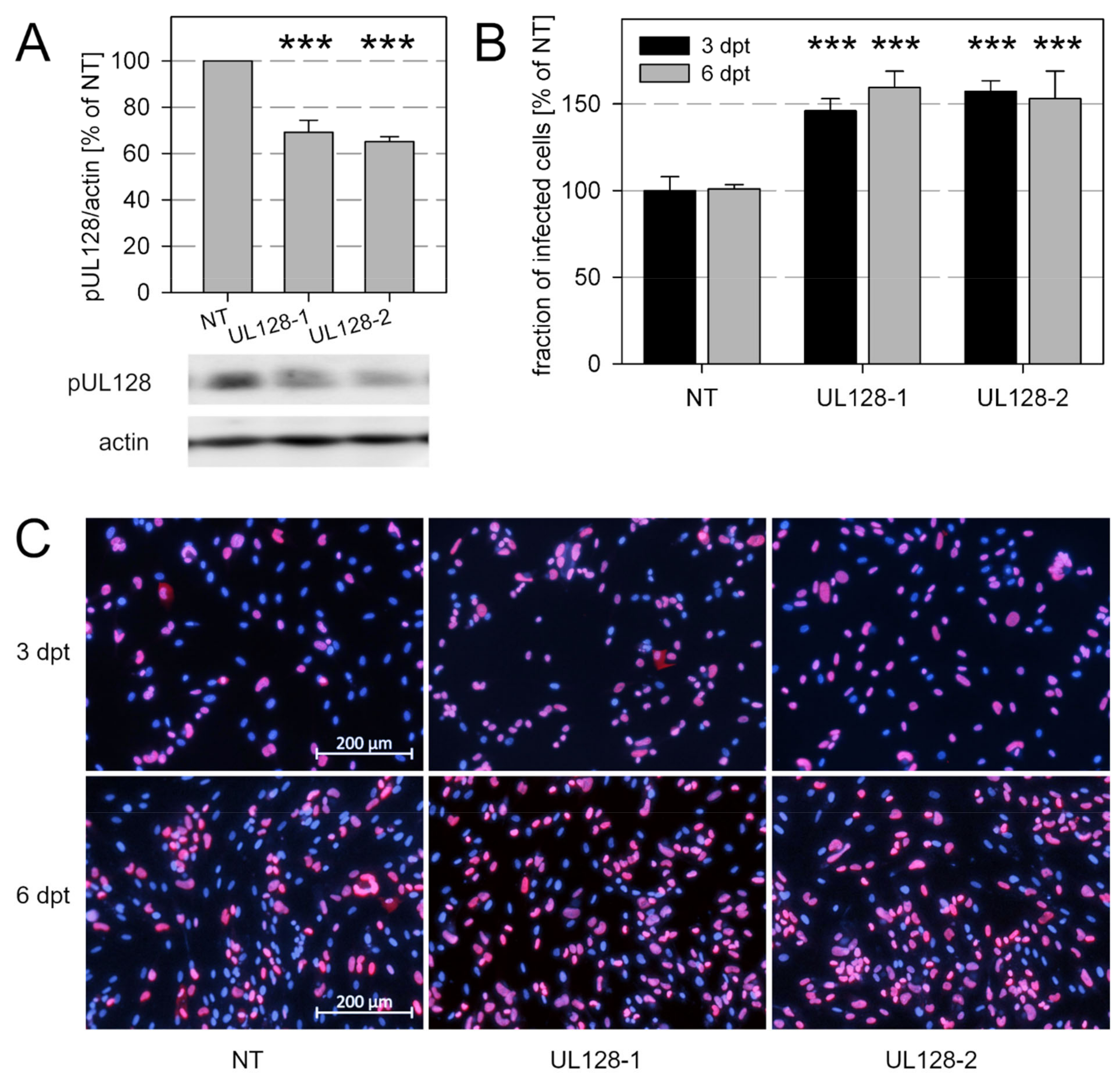Viruses 13 00614 g005