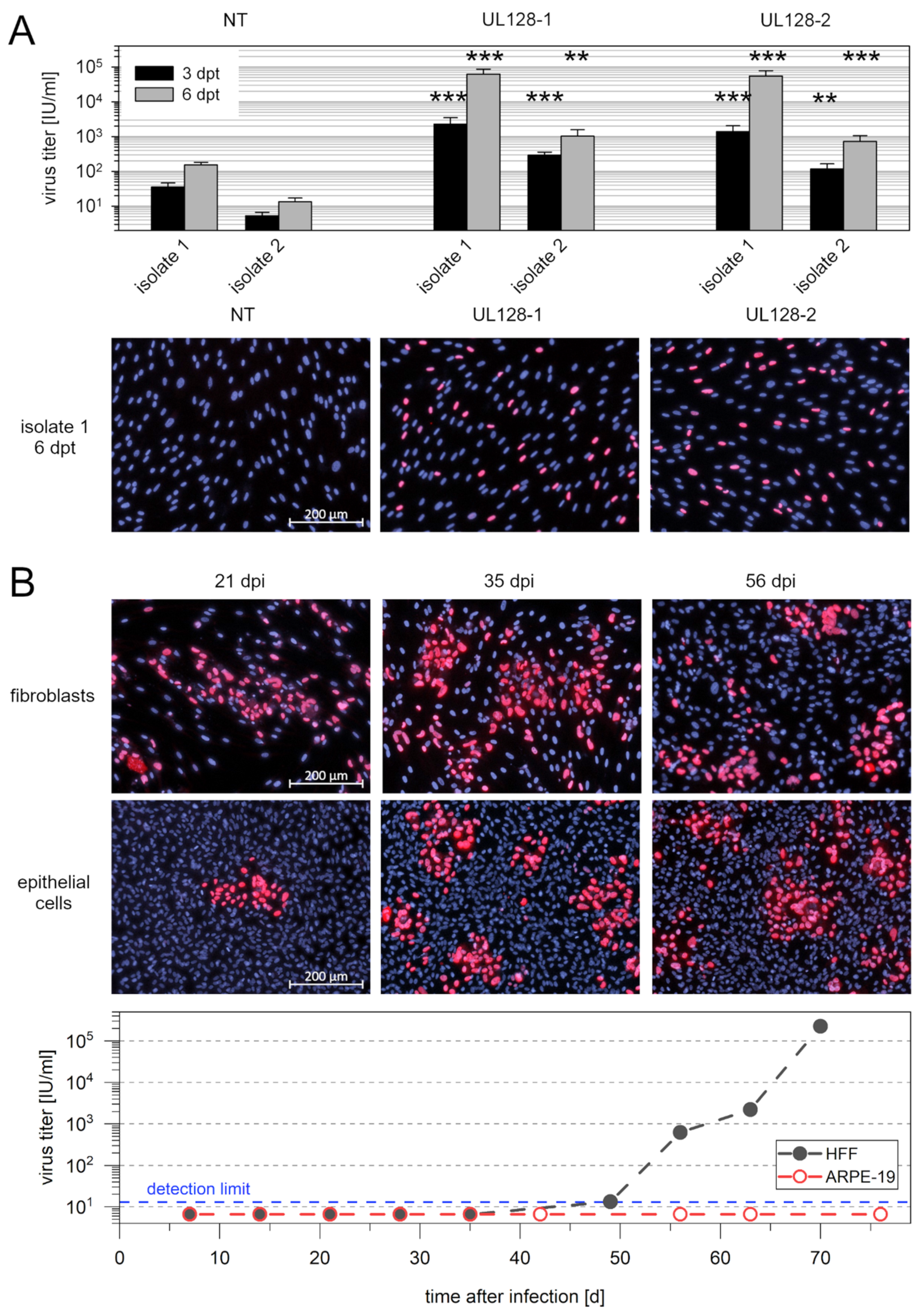 Viruses 13 00614 g006