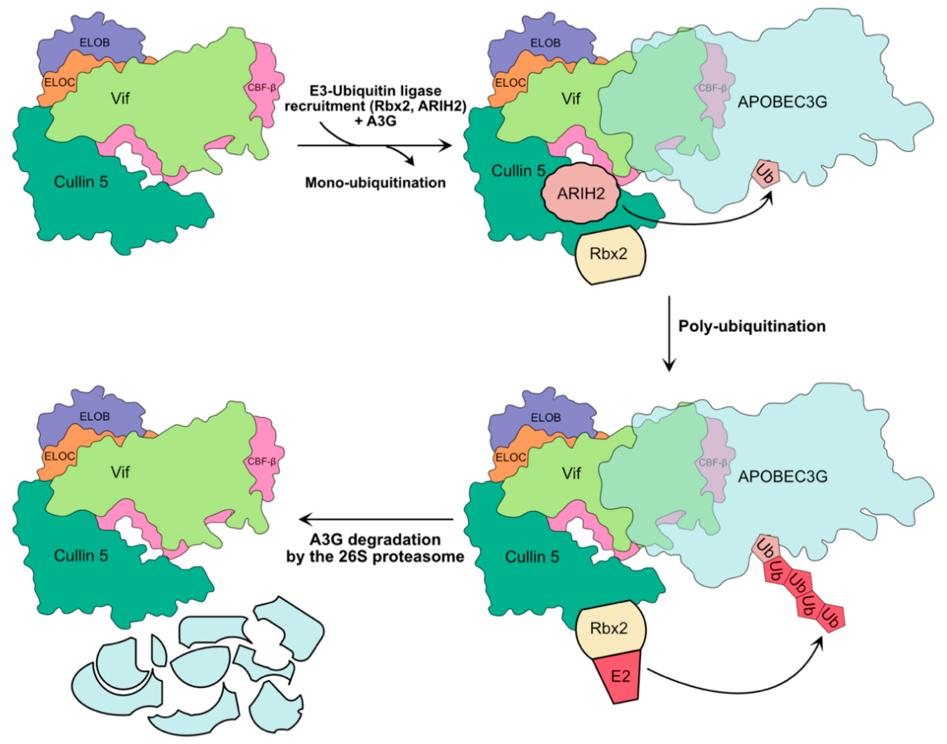 Viruses 13 00617 g003