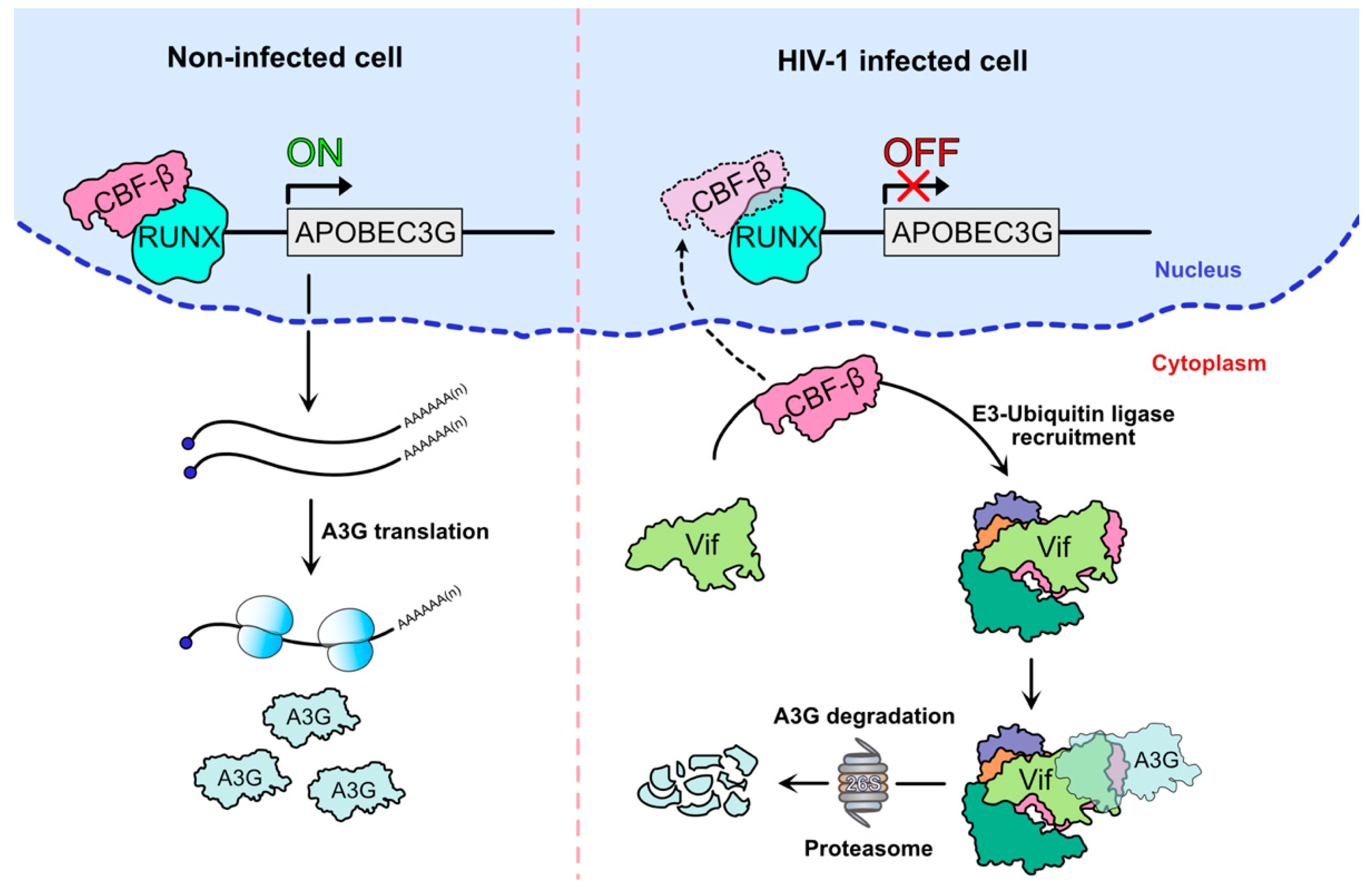 Viruses 13 00617 g004