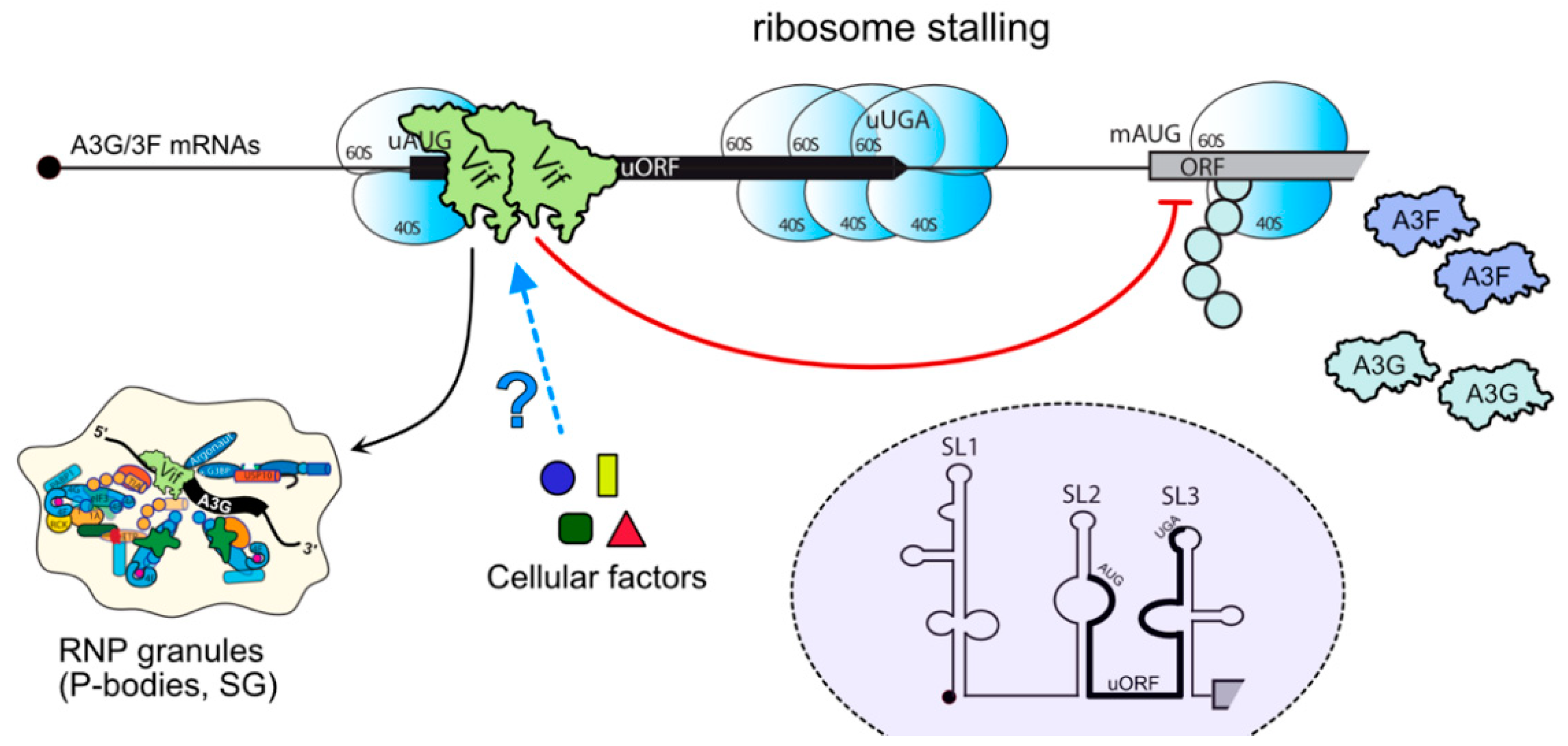 Viruses 13 00617 g005