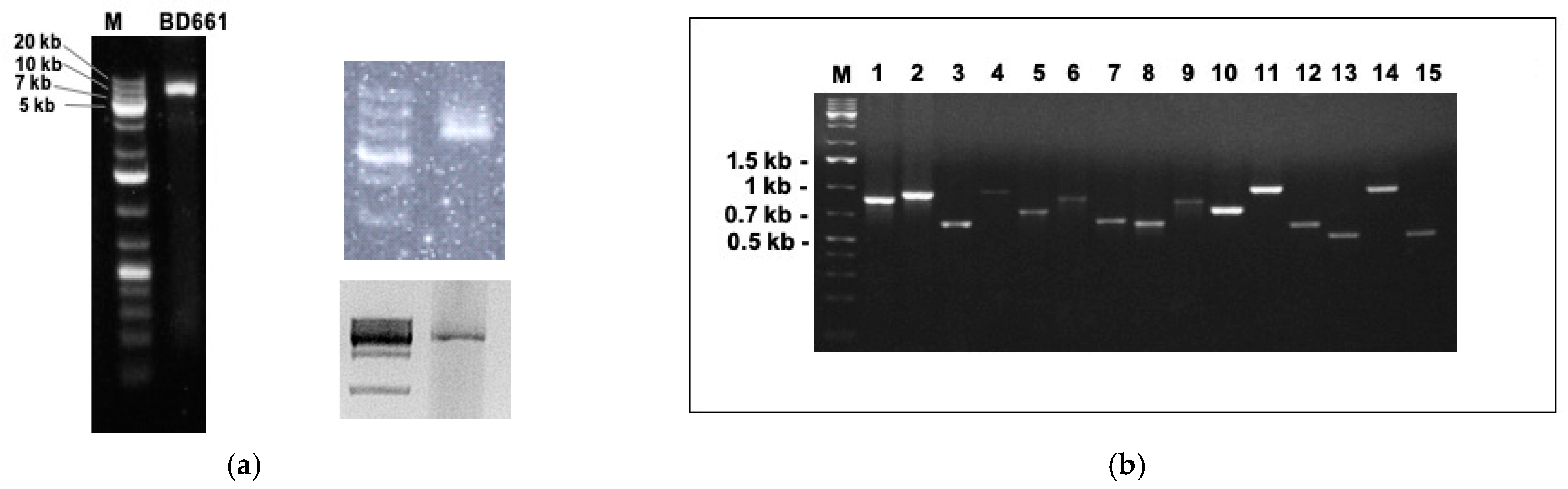 Viruses 13 00620 g001