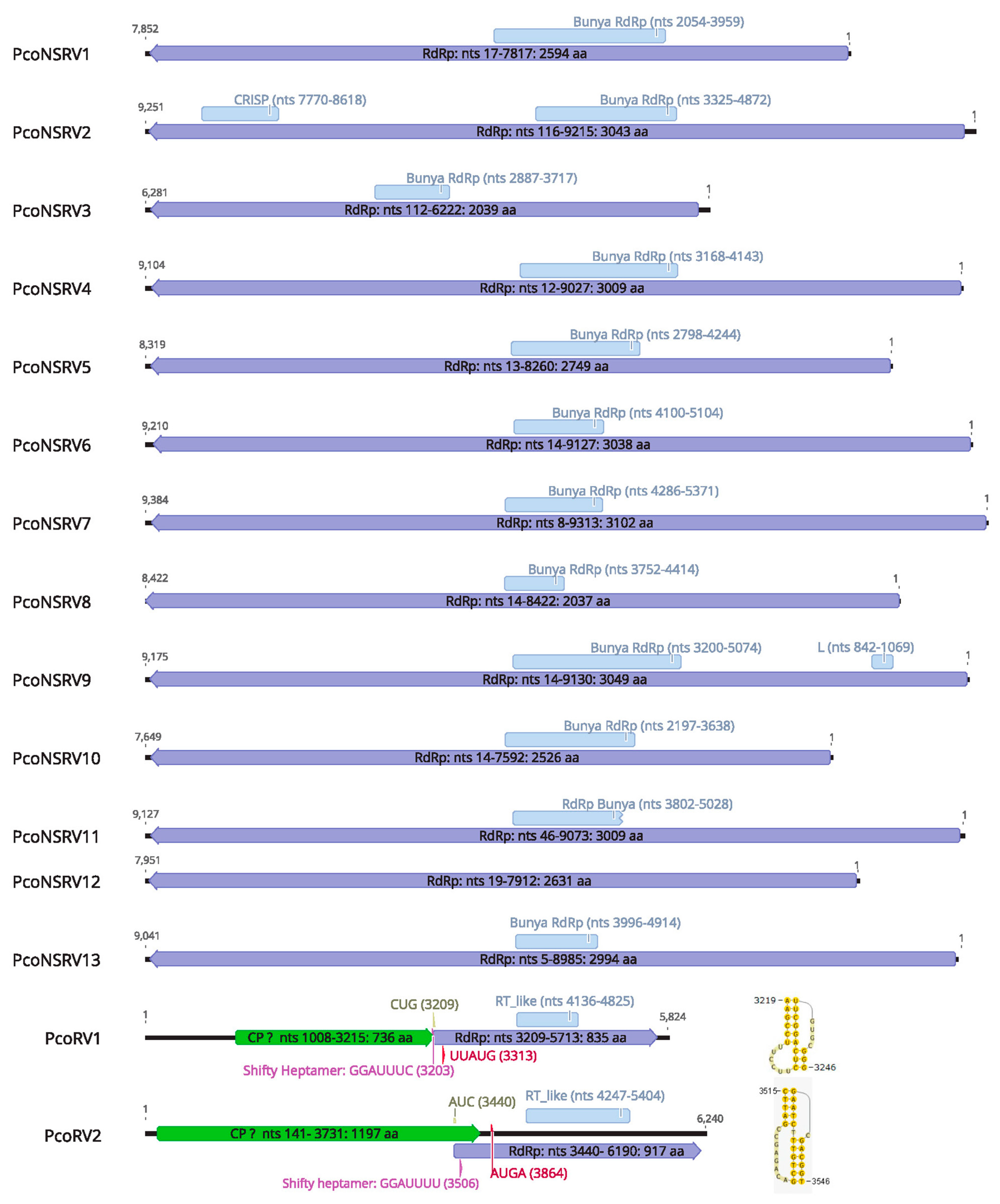 Viruses 13 00620 g002