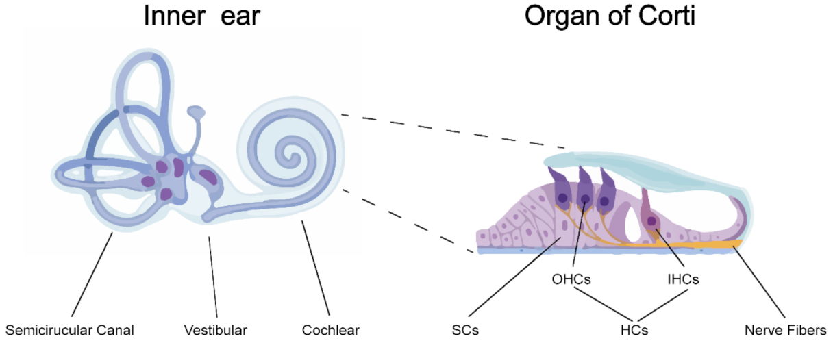 Viruses 13 00623 g001 Viruses 13 00623 g001