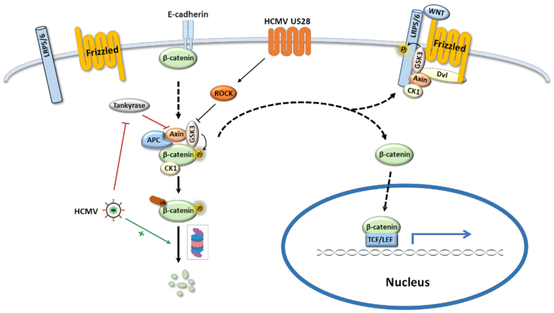 Viruses 13 00623 g002 Viruses 13 00623 g002