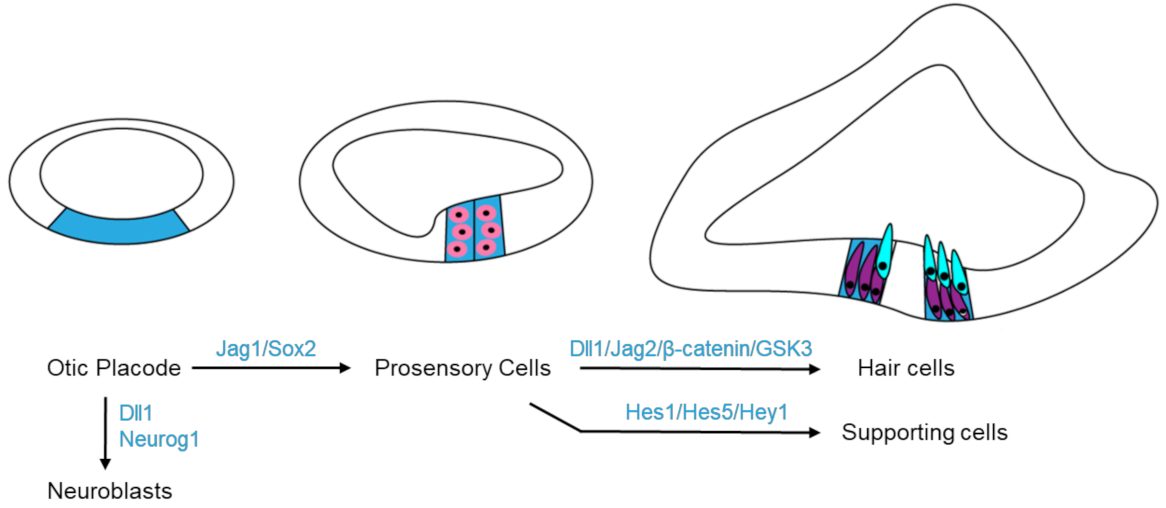 Viruses 13 00623 g004 Viruses 13 00623 g004