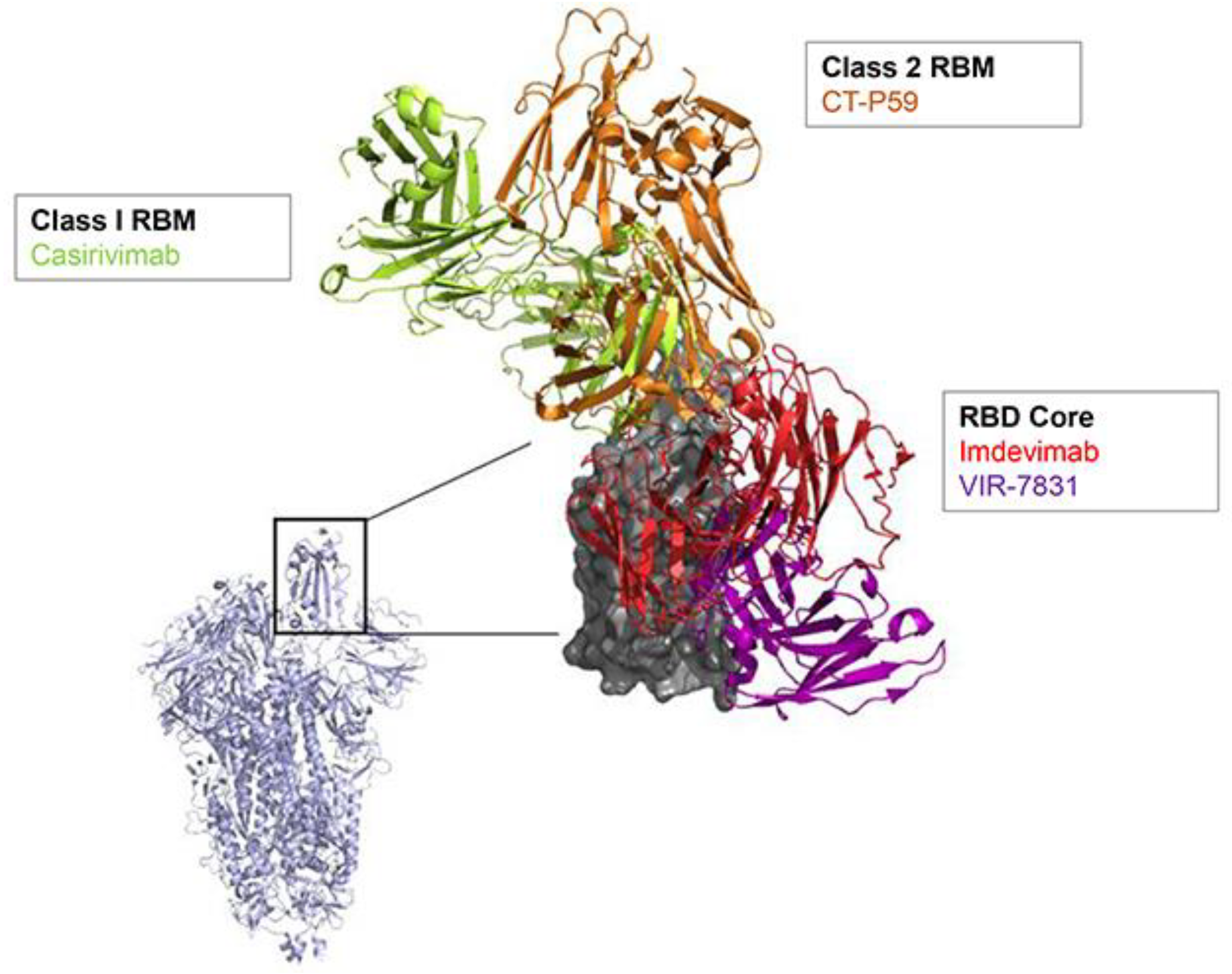 Viruses 13 00628 g001