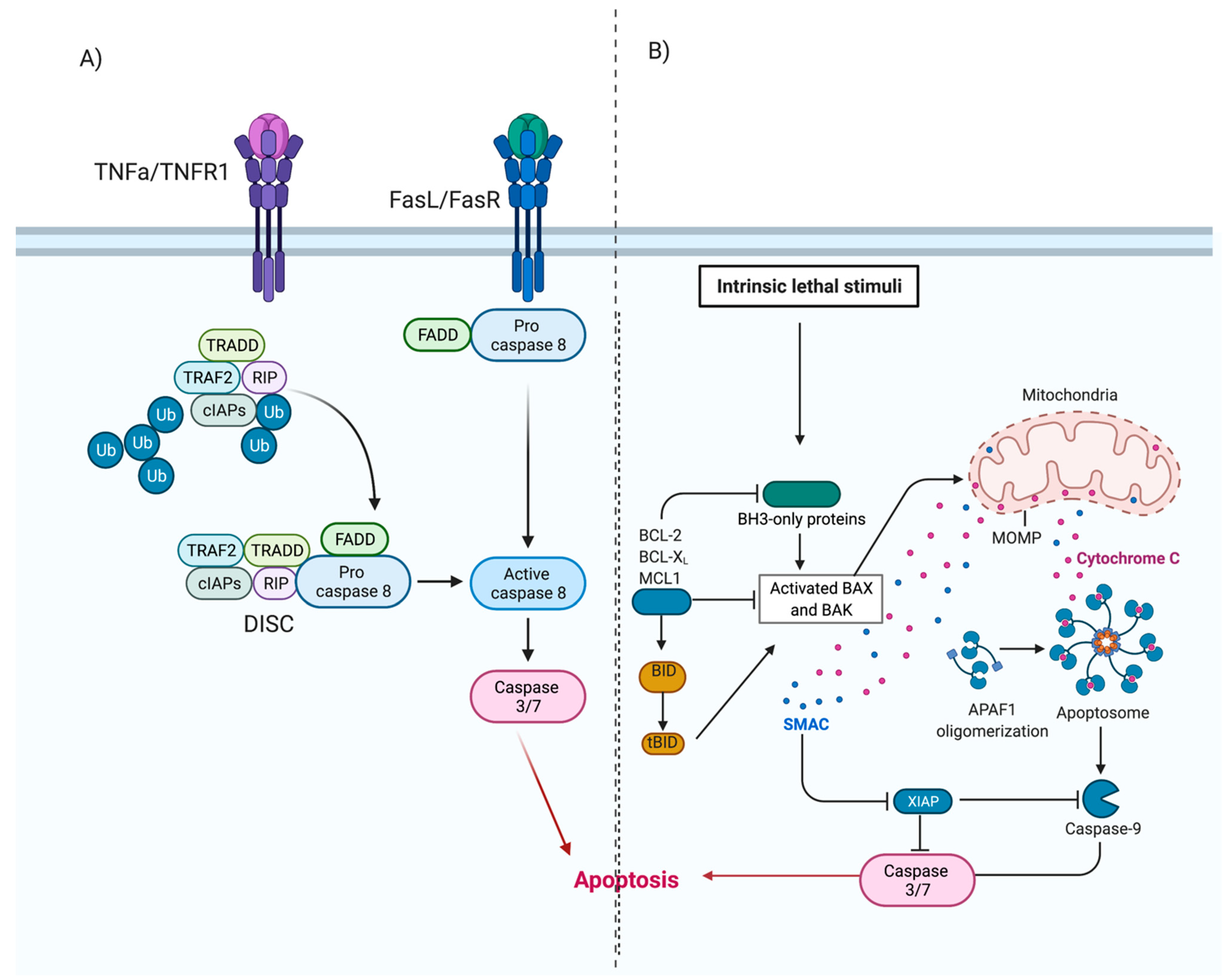 Viruses 13 00629 g002