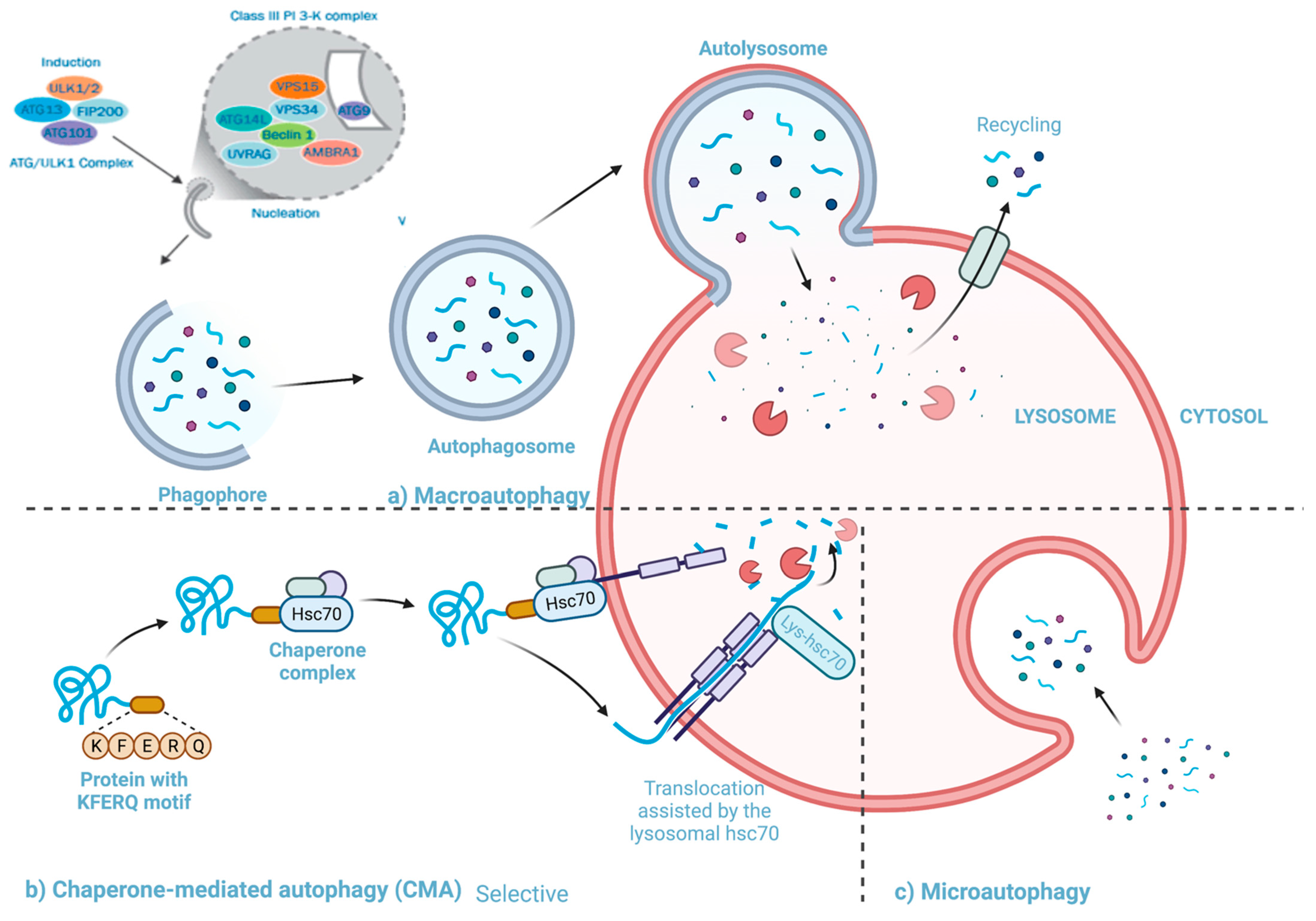 Viruses 13 00629 g003