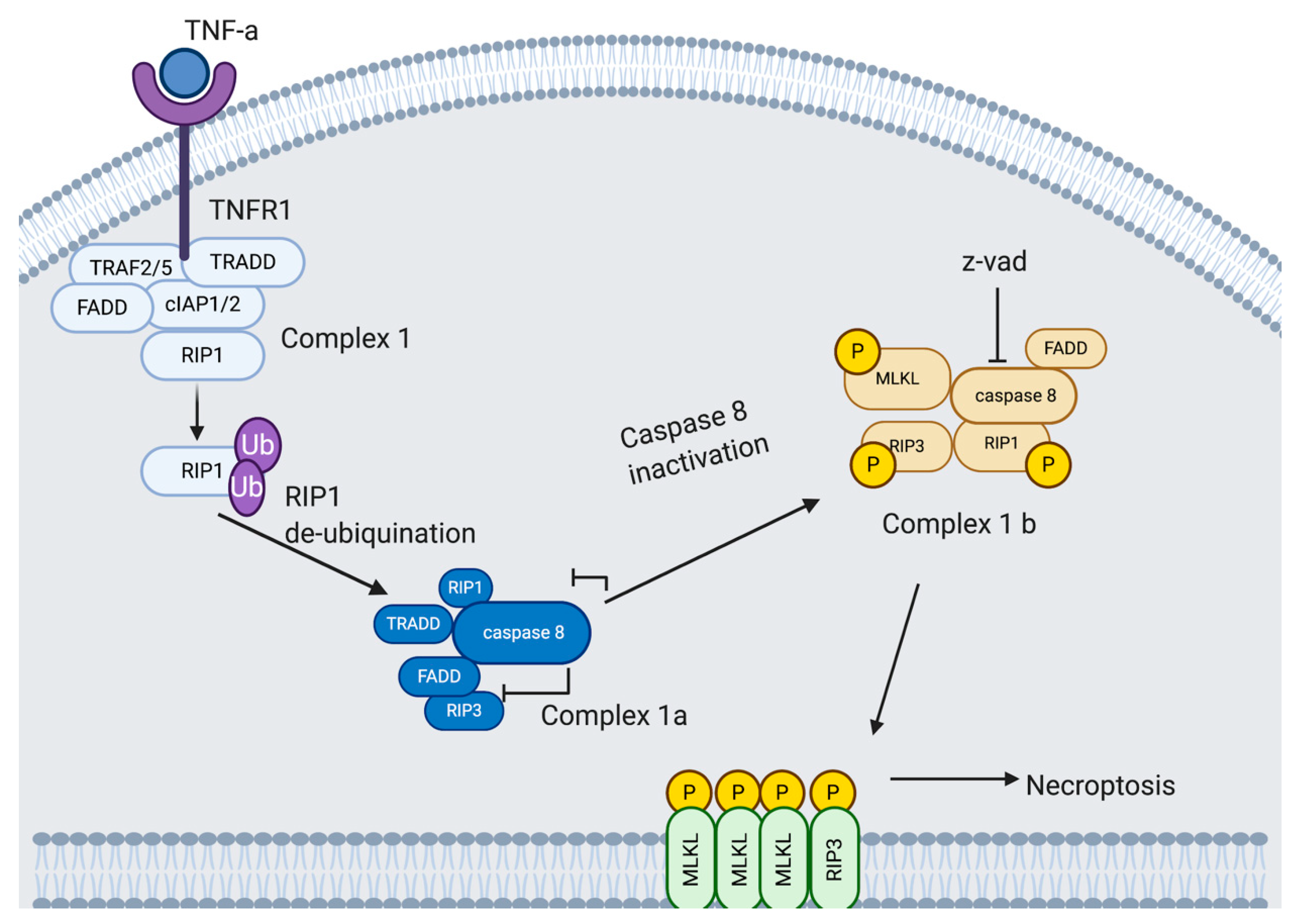 Viruses 13 00629 g004