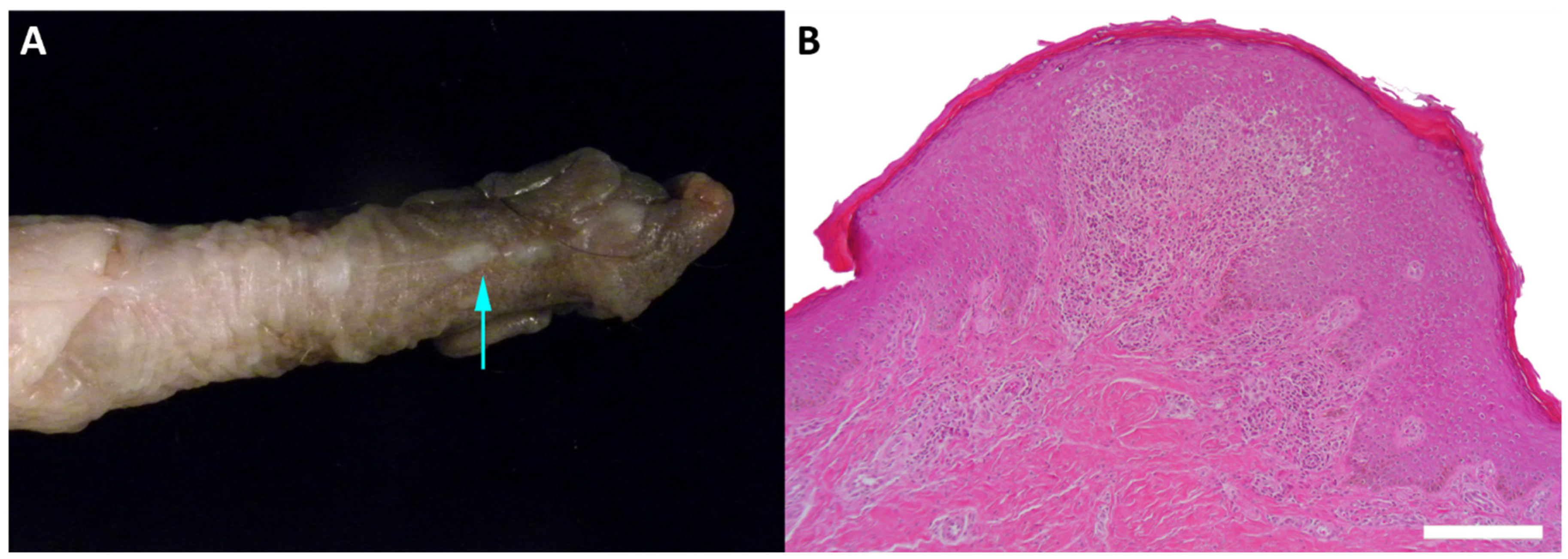 Viruses 13 00630 g002