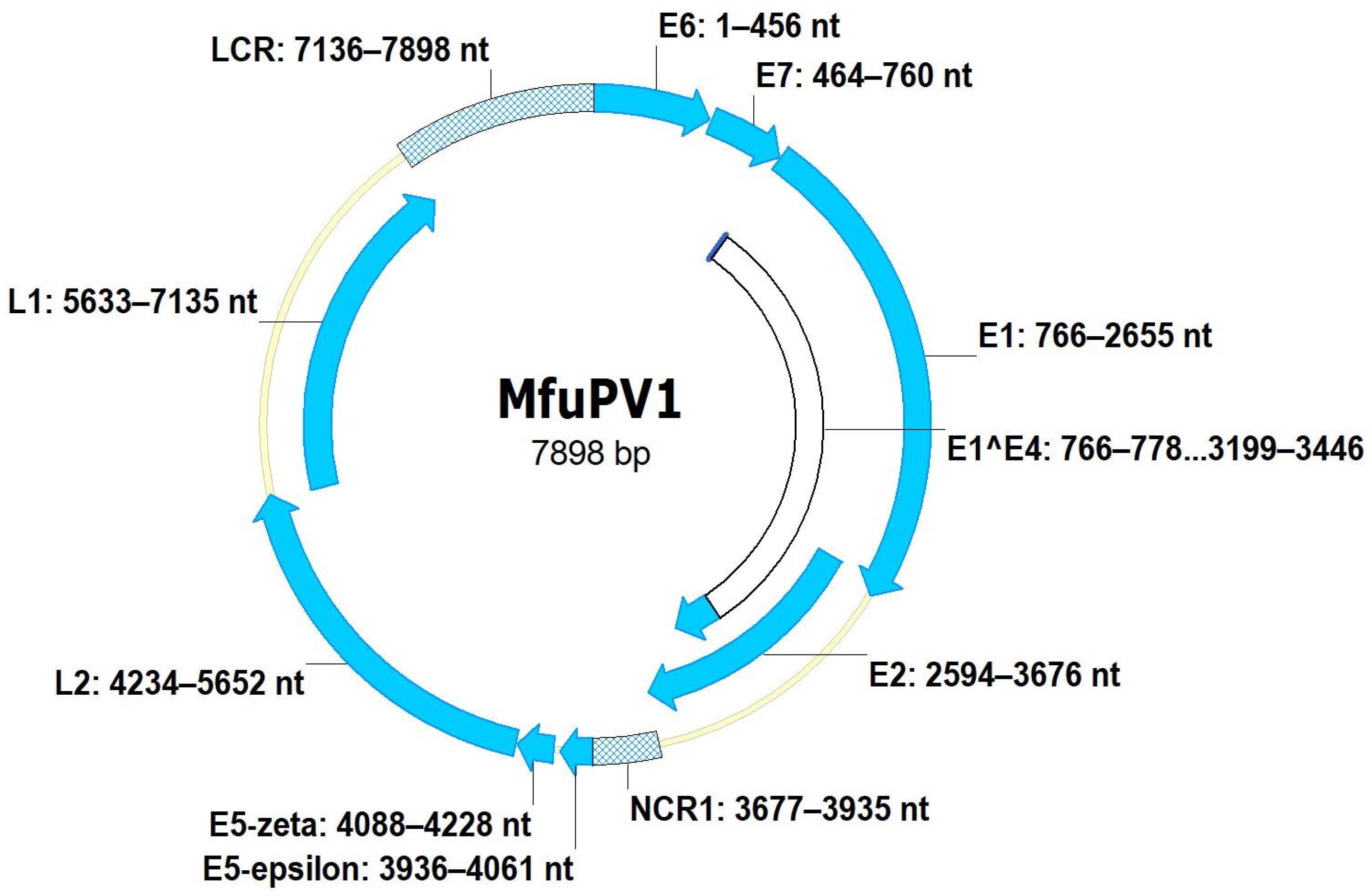 Viruses 13 00630 g003