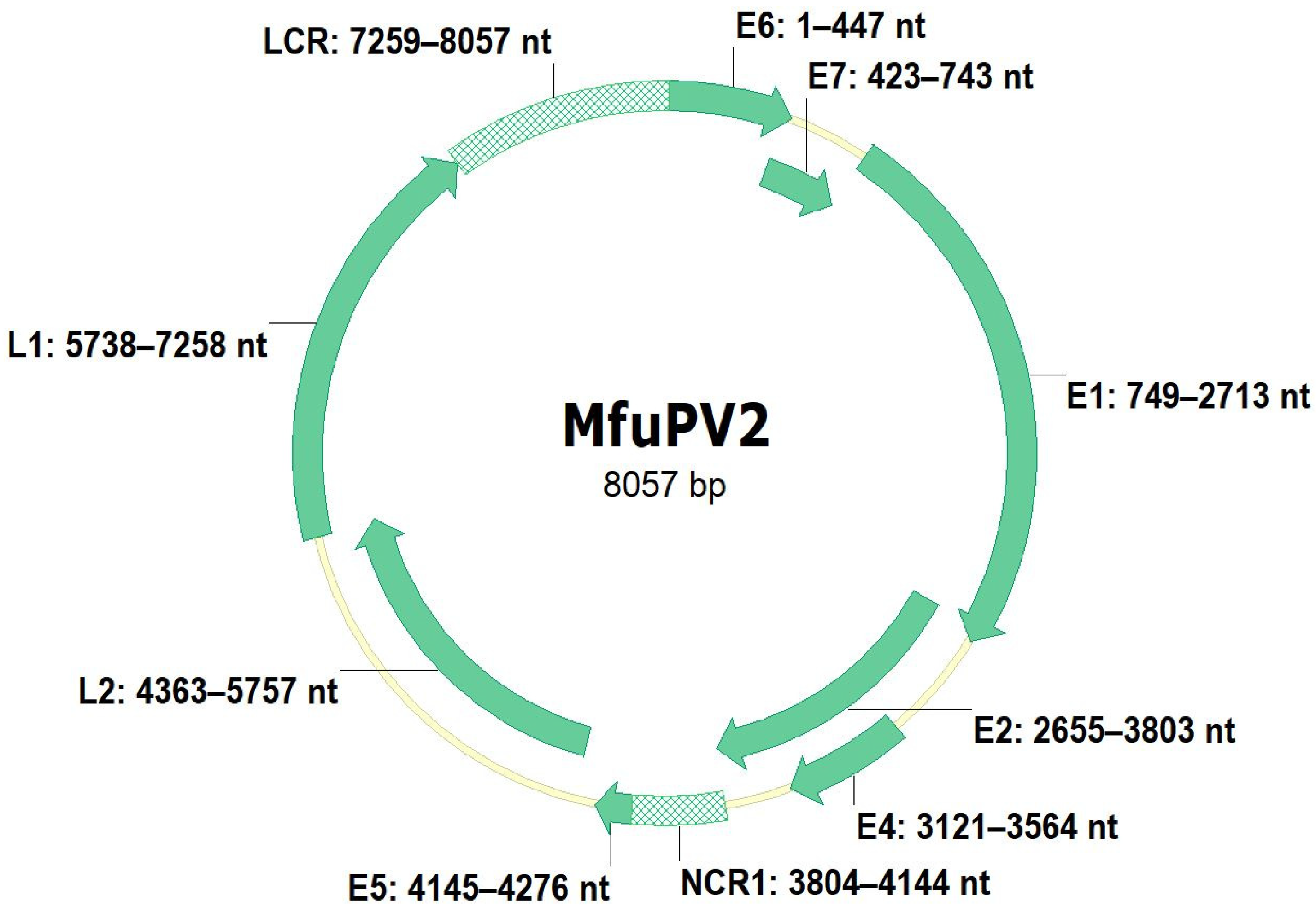Viruses 13 00630 g004