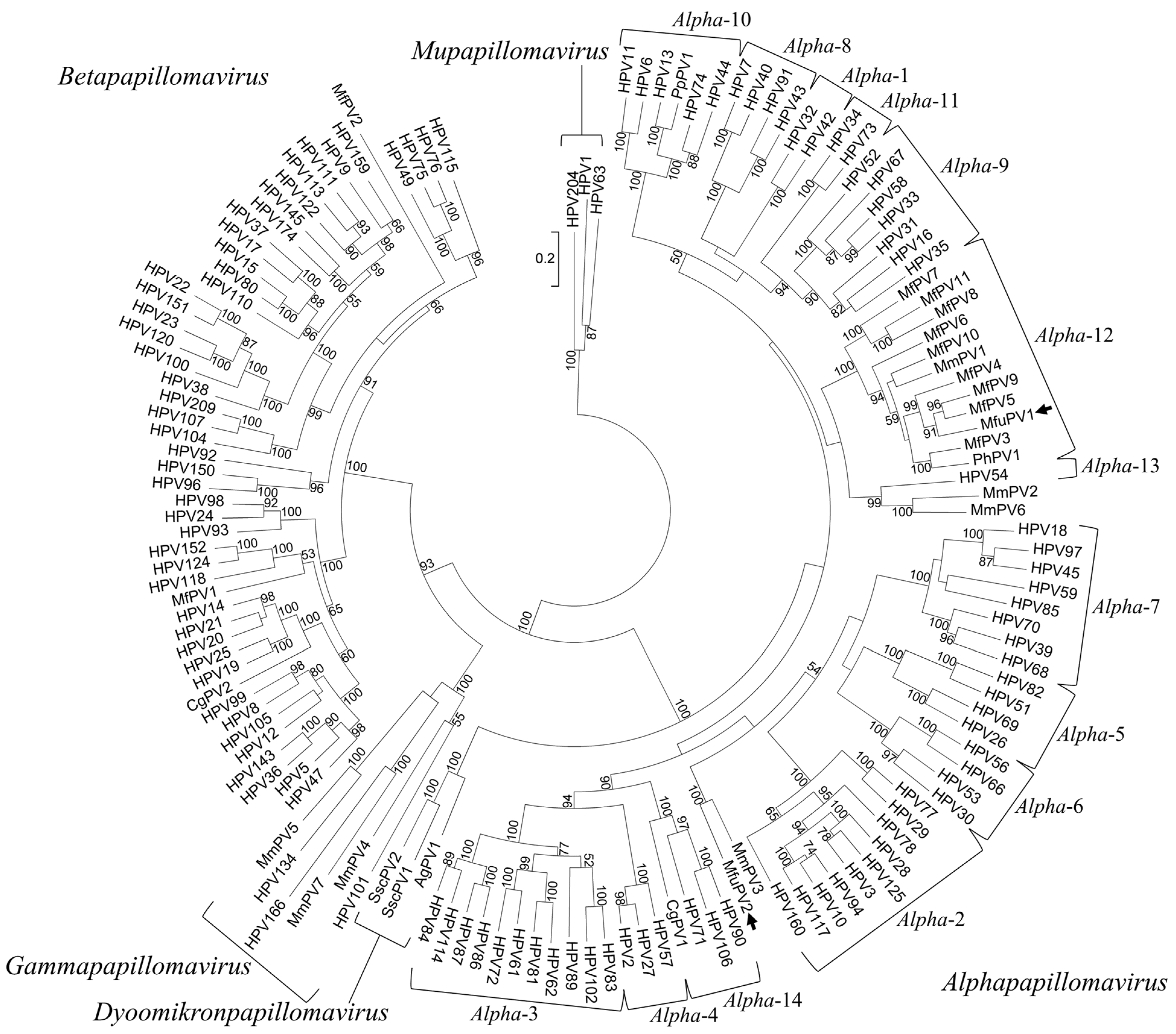 Viruses 13 00630 g005