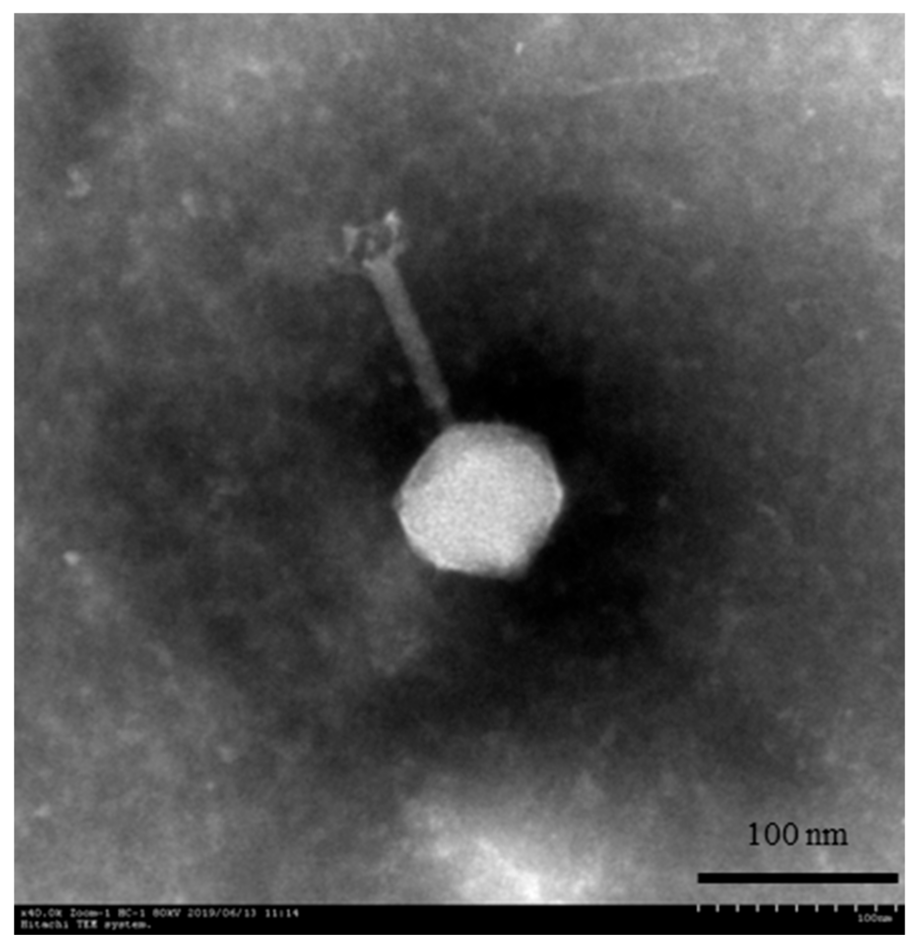 Viruses 13 00631 g001
