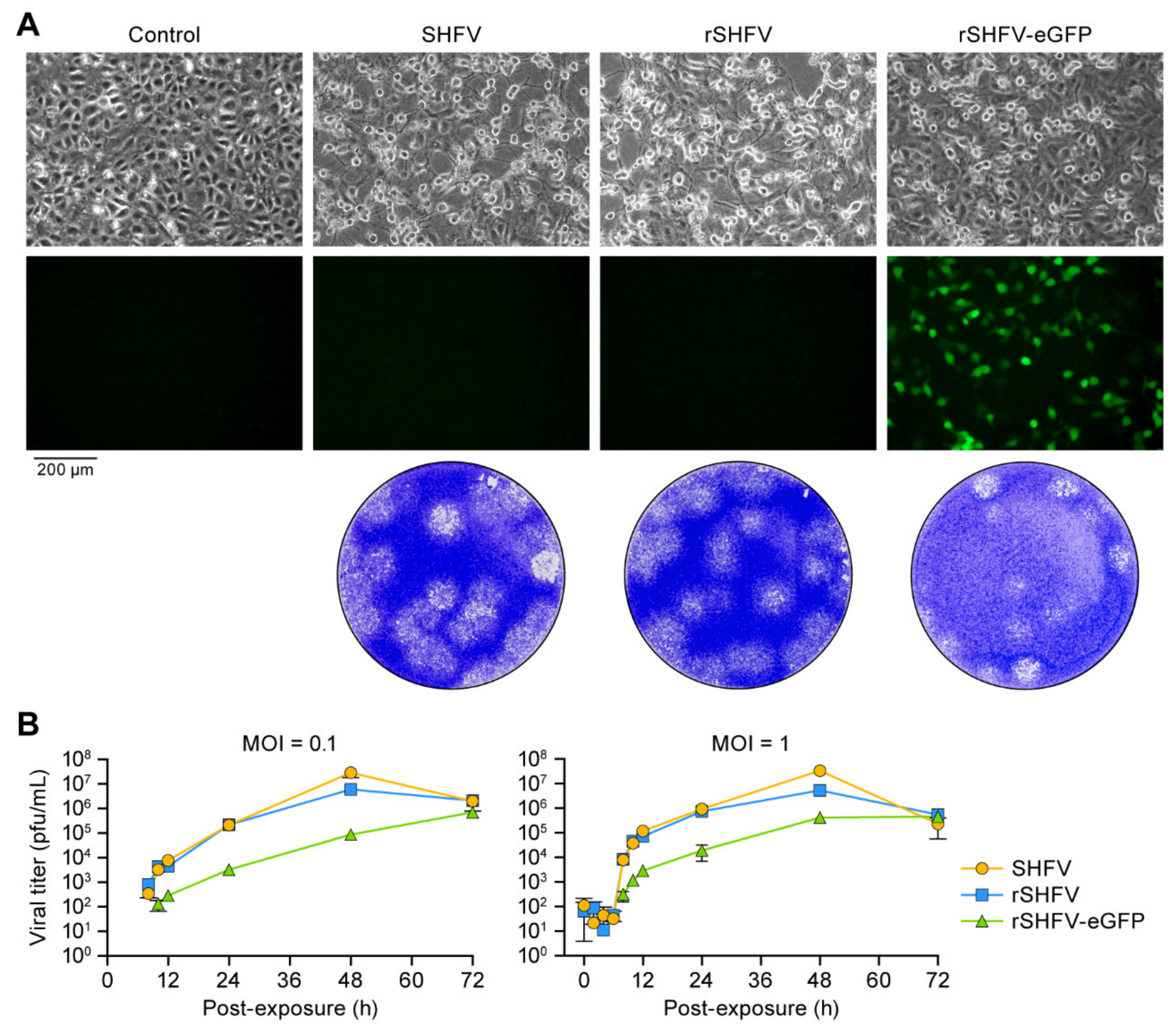 Viruses 13 00632 g002