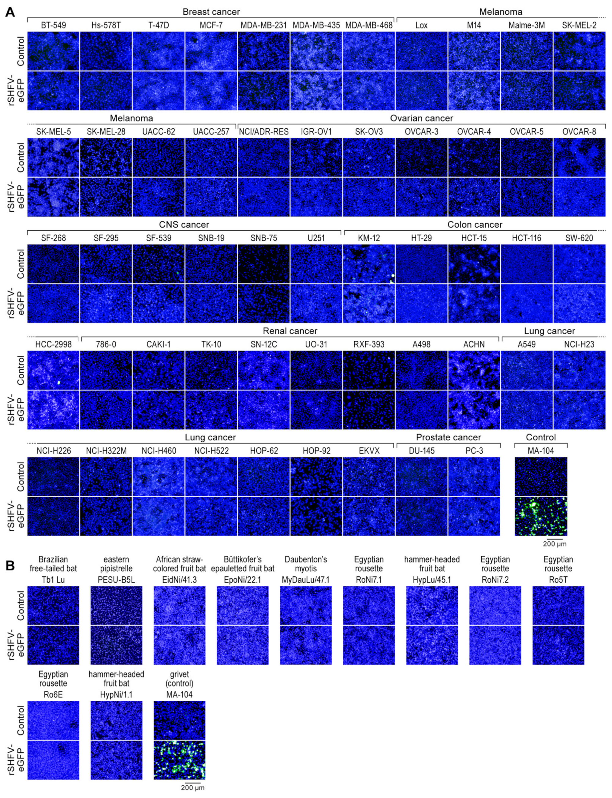 Viruses 13 00632 g003