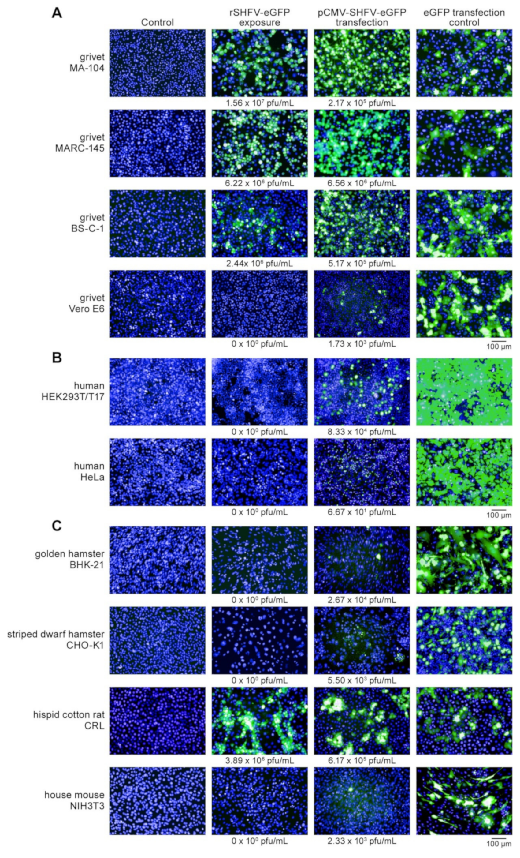 Viruses 13 00632 g004
