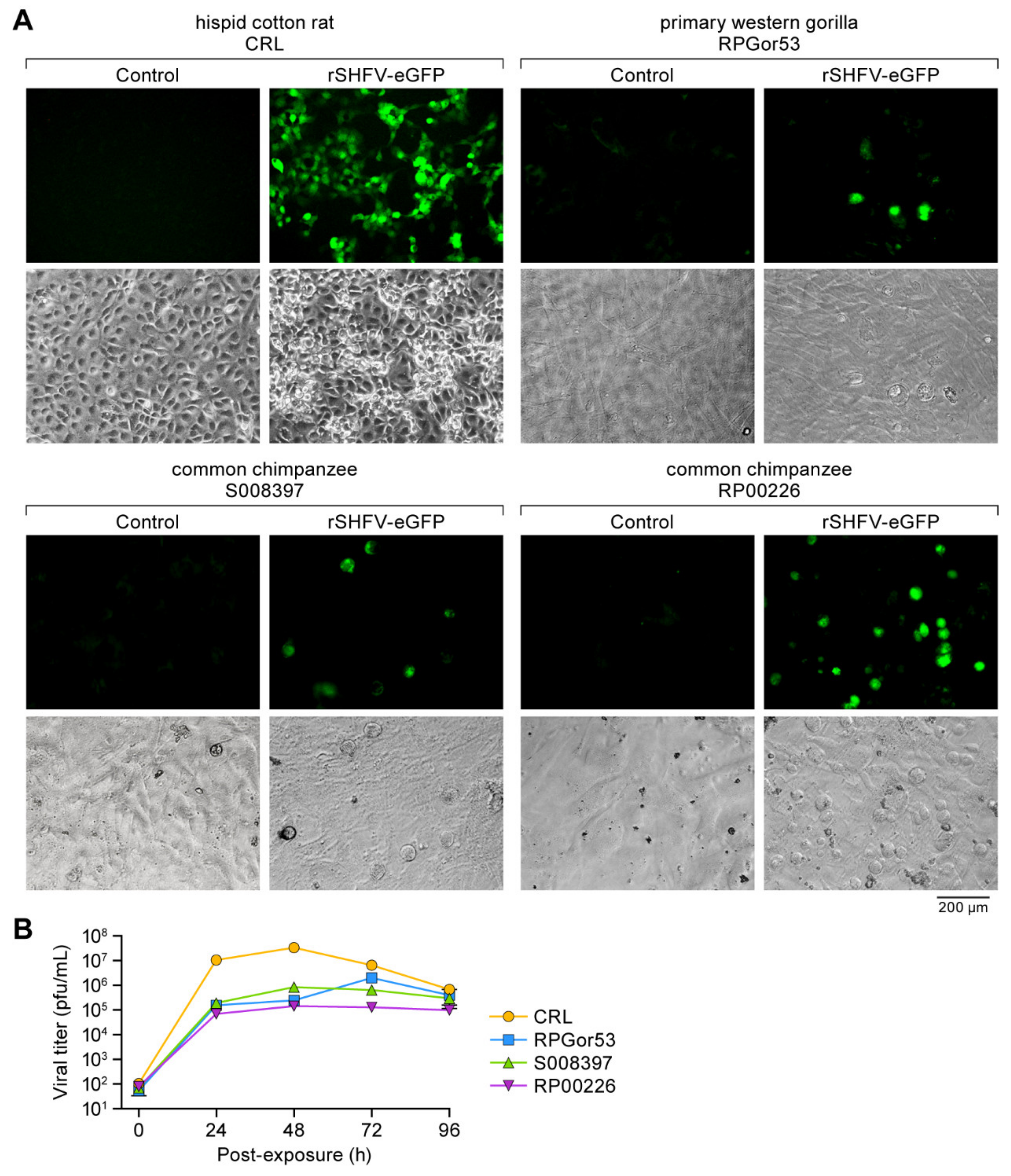 Viruses 13 00632 g005