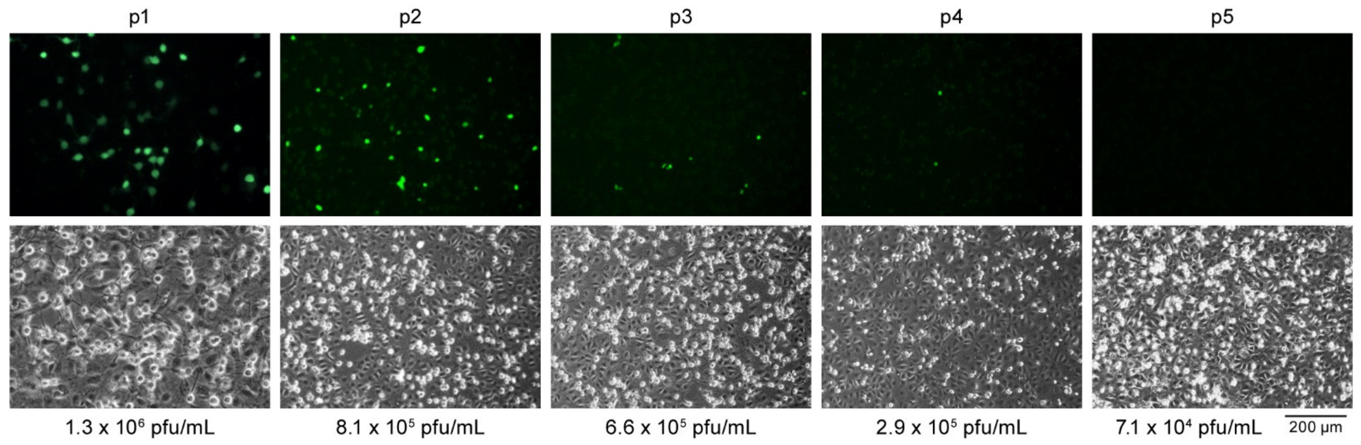 Viruses 13 00632 g006