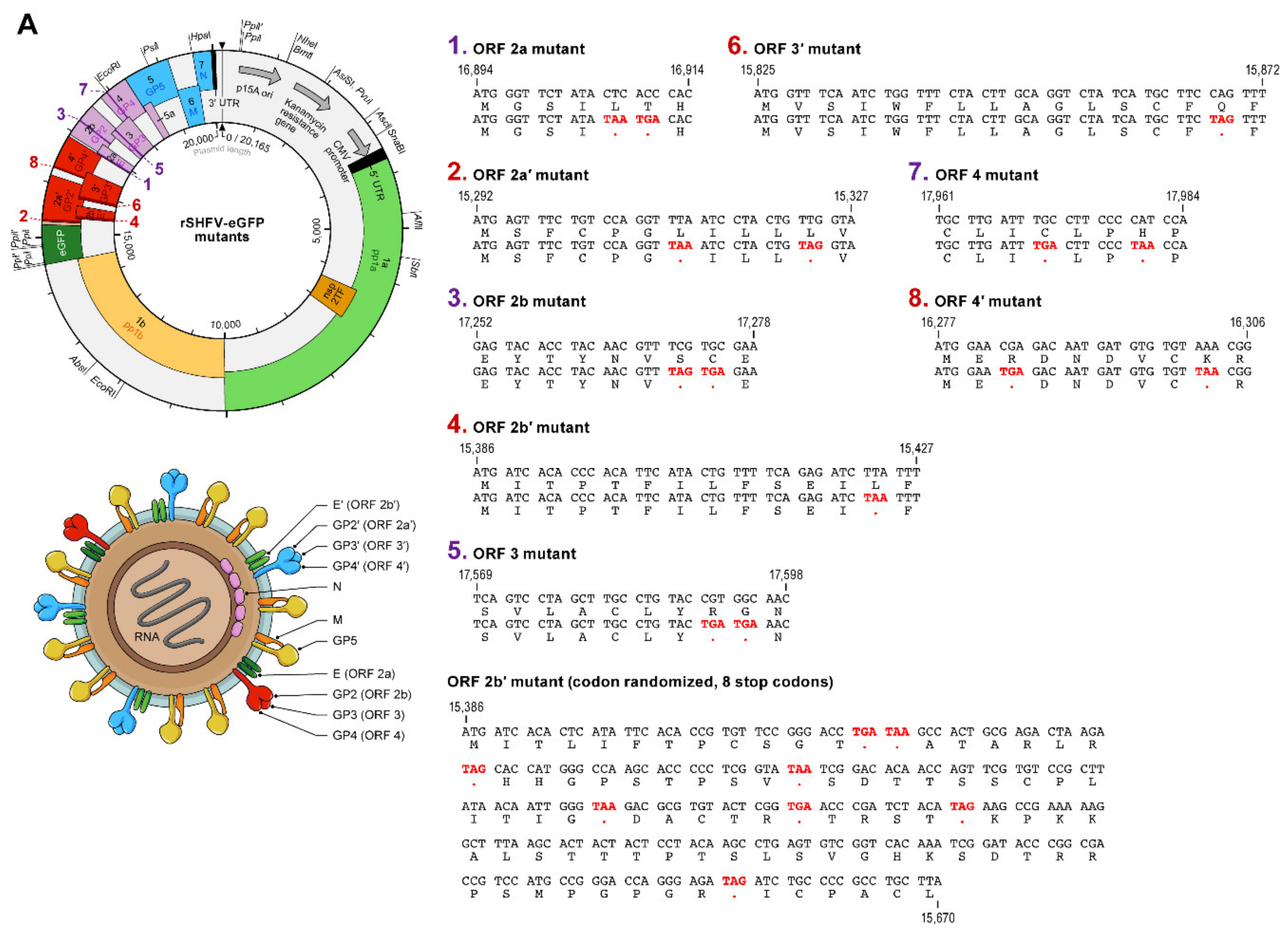 Viruses 13 00632 g007a