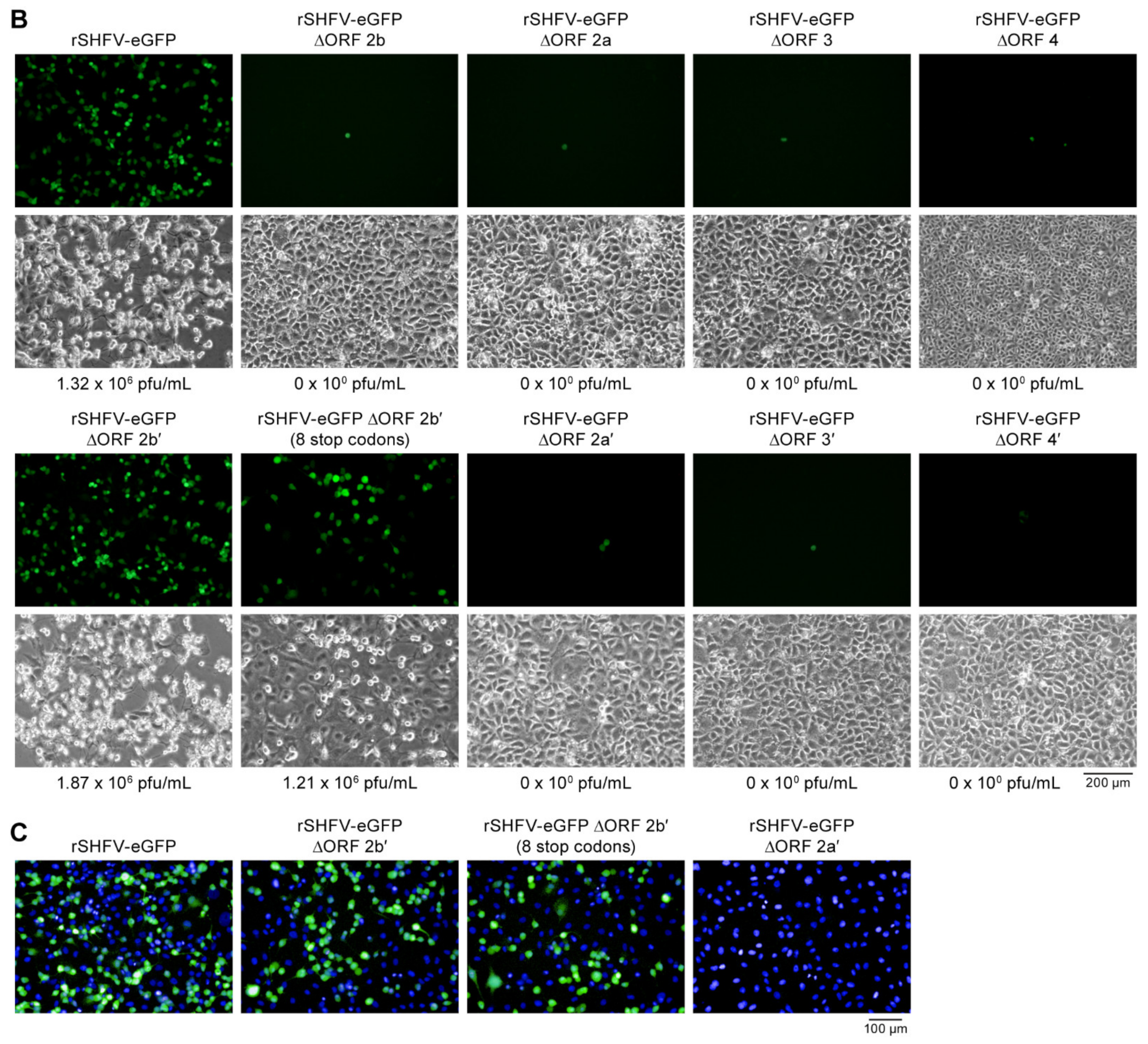 Viruses 13 00632 g007b
