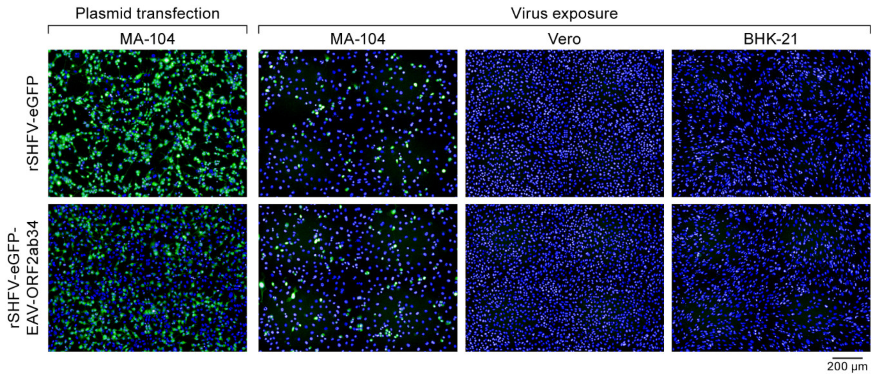 Viruses 13 00632 g008